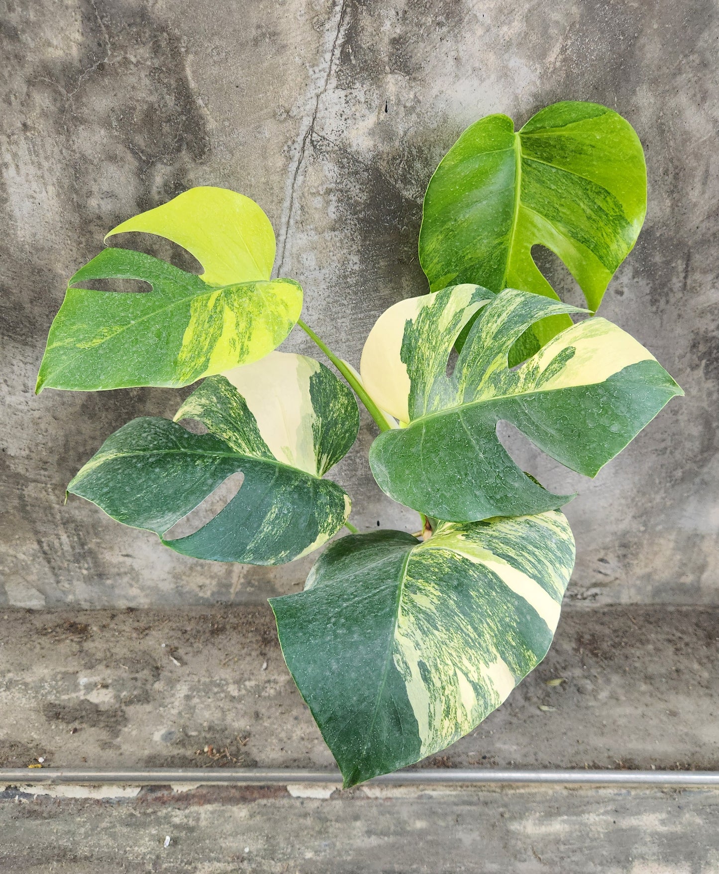 Monstera Borsigiana Aurea Variegated