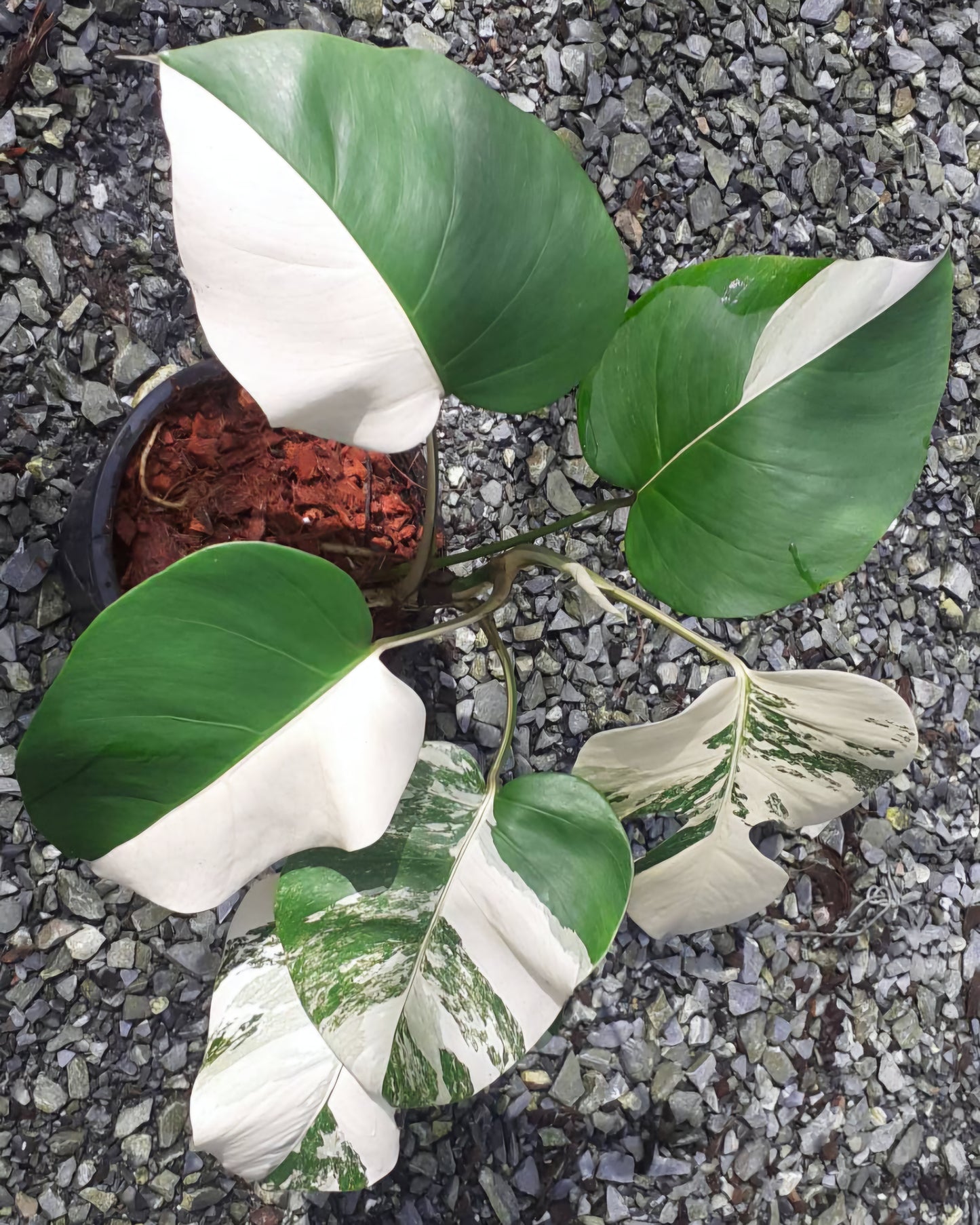 Monstera Borsigiana Albo Variegated plant showcasing large leaves with striking white variegation and intricate fenestrations, highlighting its unique and eye-catching appearance.