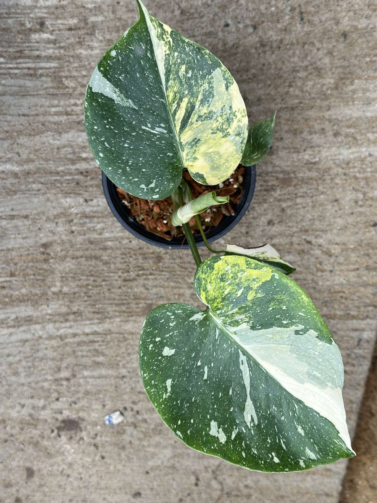 monstera tricolor Monstera Tricolor aka. Miracle – TerraFlora Global