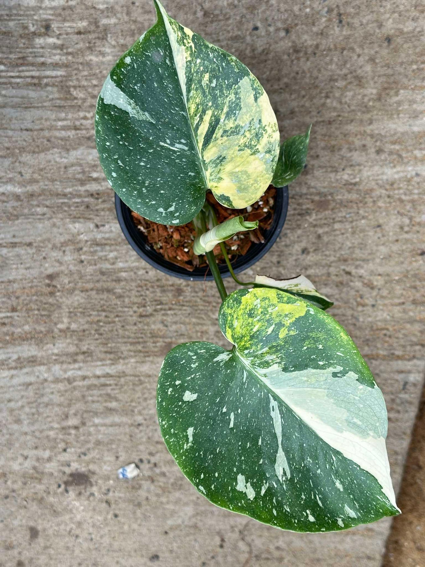 Monstera Tricolor plant in a pot, showcasing its distinctive variegated leaves with green and white patterns, part of a rare aroid collection.
