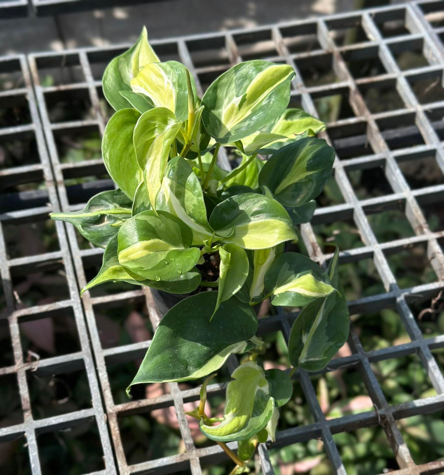 Philodendron Brazil Tricolor with lush green leaves growing through a metal grate, showcasing its vibrant foliage and adaptability for indoor spaces.