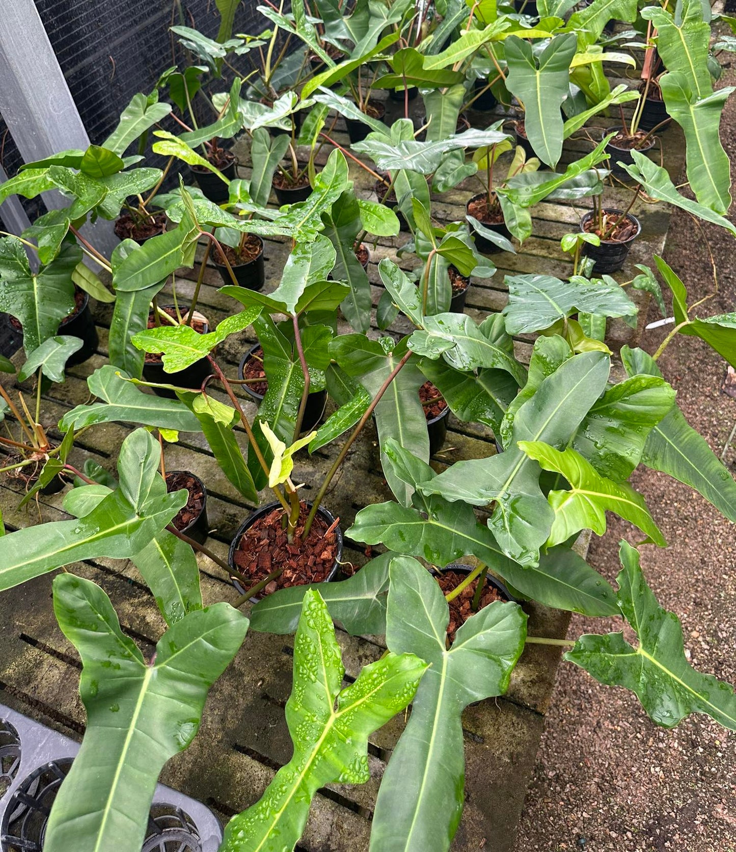 Philodendron Florida beauty x Billietae in a pot, showcasing lush, tropical foliage. Ideal for indoor spaces, it thrives in indirect sunlight. Representative example of product size.