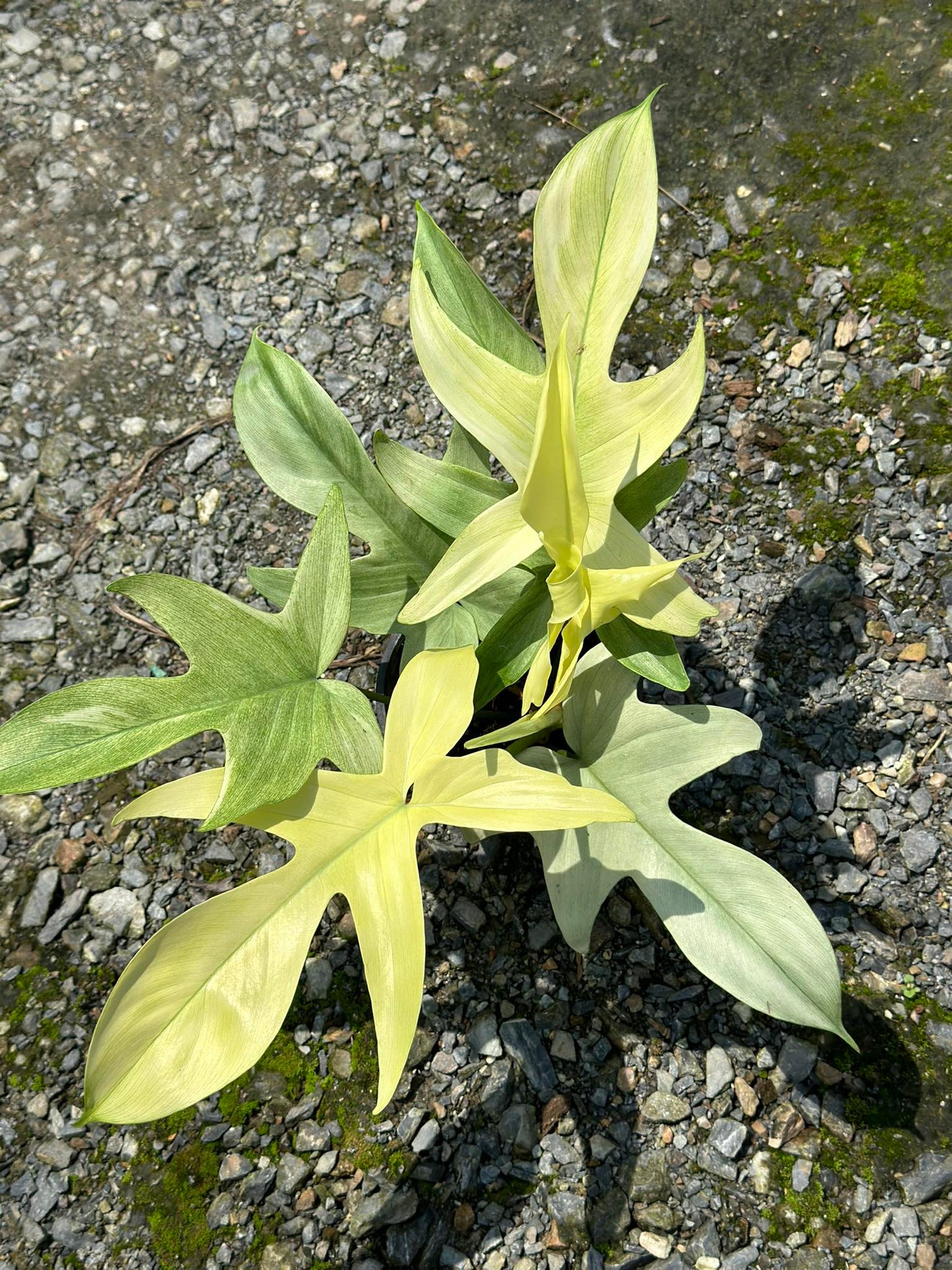 Philodendron florida ghost showcasing the beautiful mint green color of the foliage. Wholesale aroids from TerraFlora Global