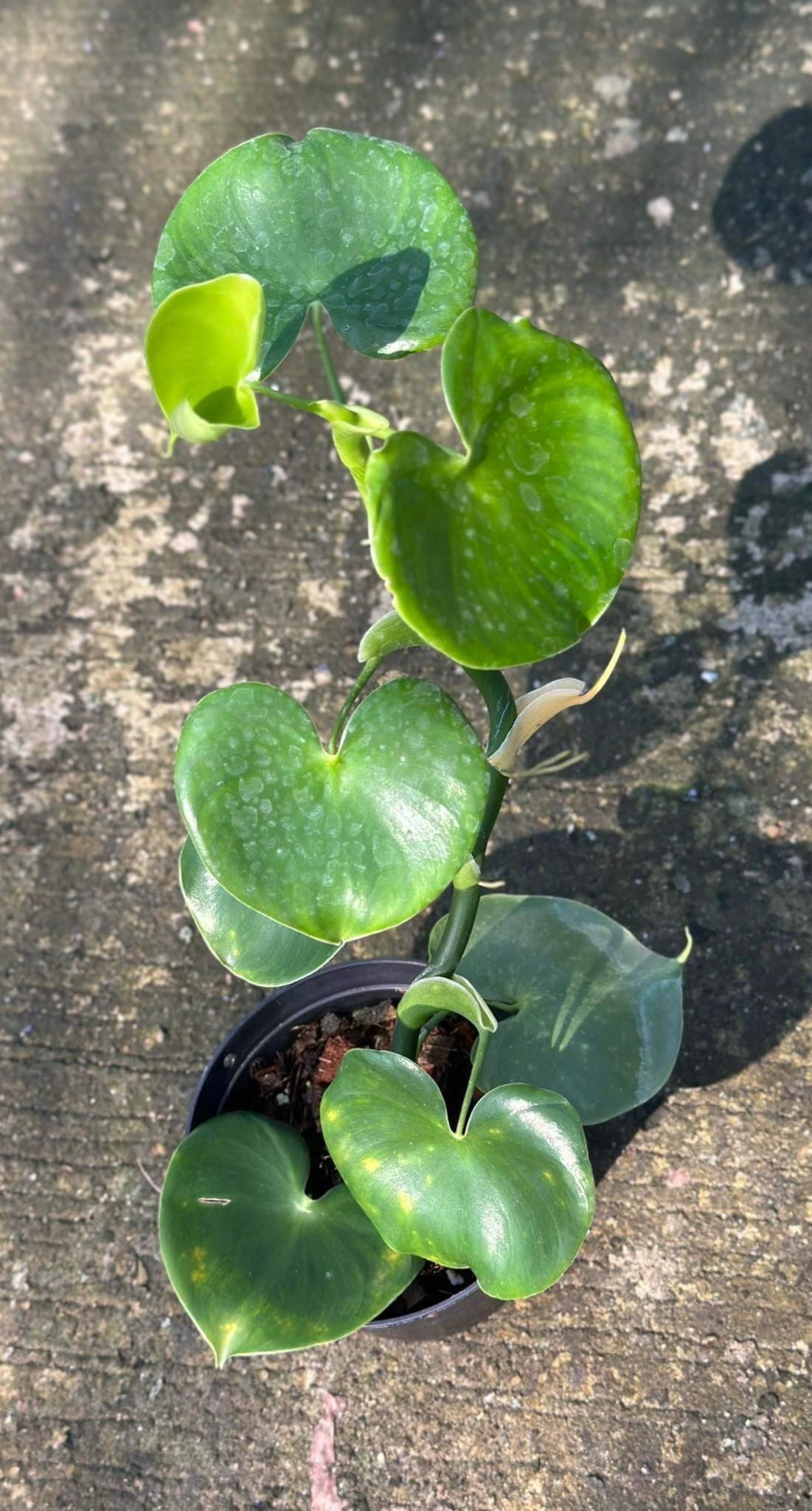 Philodendron Grazielae with heart-shaped leaves, shown in close-up to highlight lush green foliage and water droplets, ideal for adding tropical charm to indoor spaces.