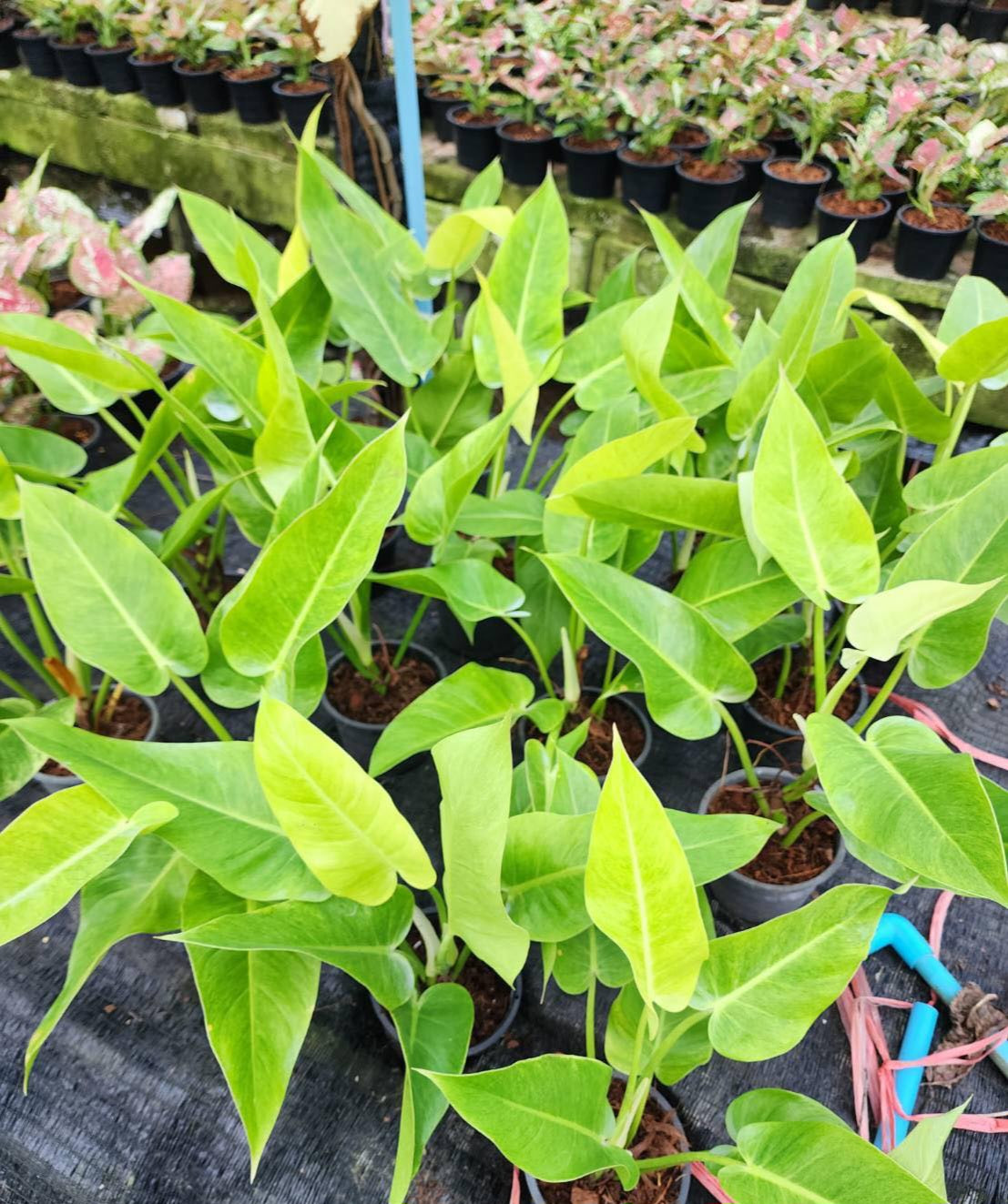 Philodendron Caulkins Gold in a pot with lush, green foliage. Perfect for adding a tropical touch to indoor spaces or offices with indirect sunlight.