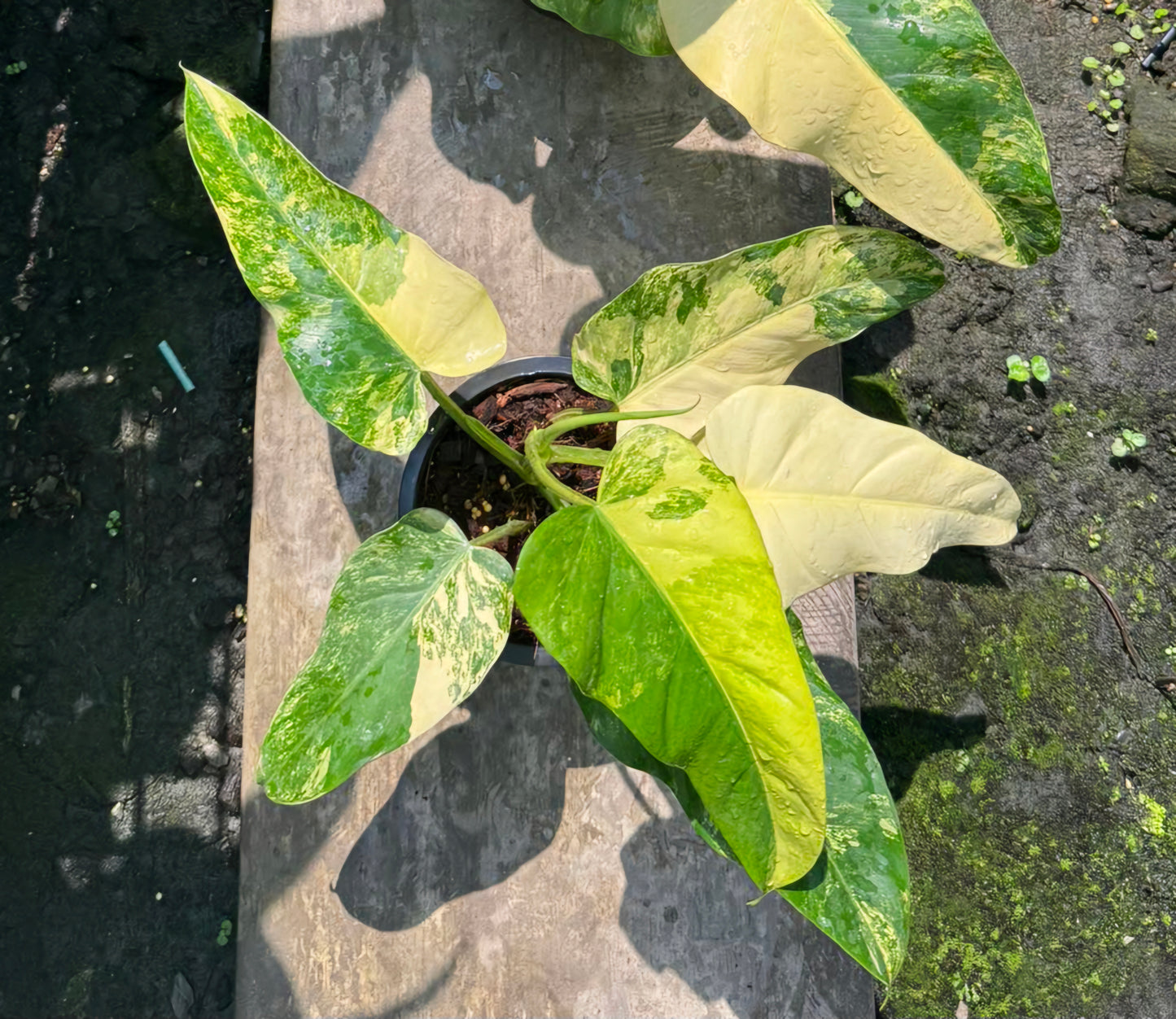 Philodendron Domesticum Variegated in a pot, showcasing lush, variegated leaves ideal for adding tropical flair to indoor spaces.