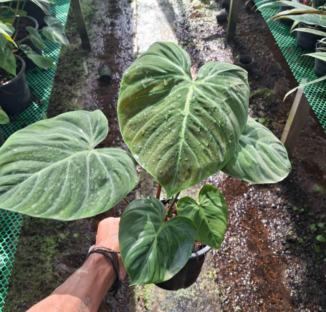 A hand holding a Philodendron El Choco Red plant, showcasing its lush, detailed leaves.