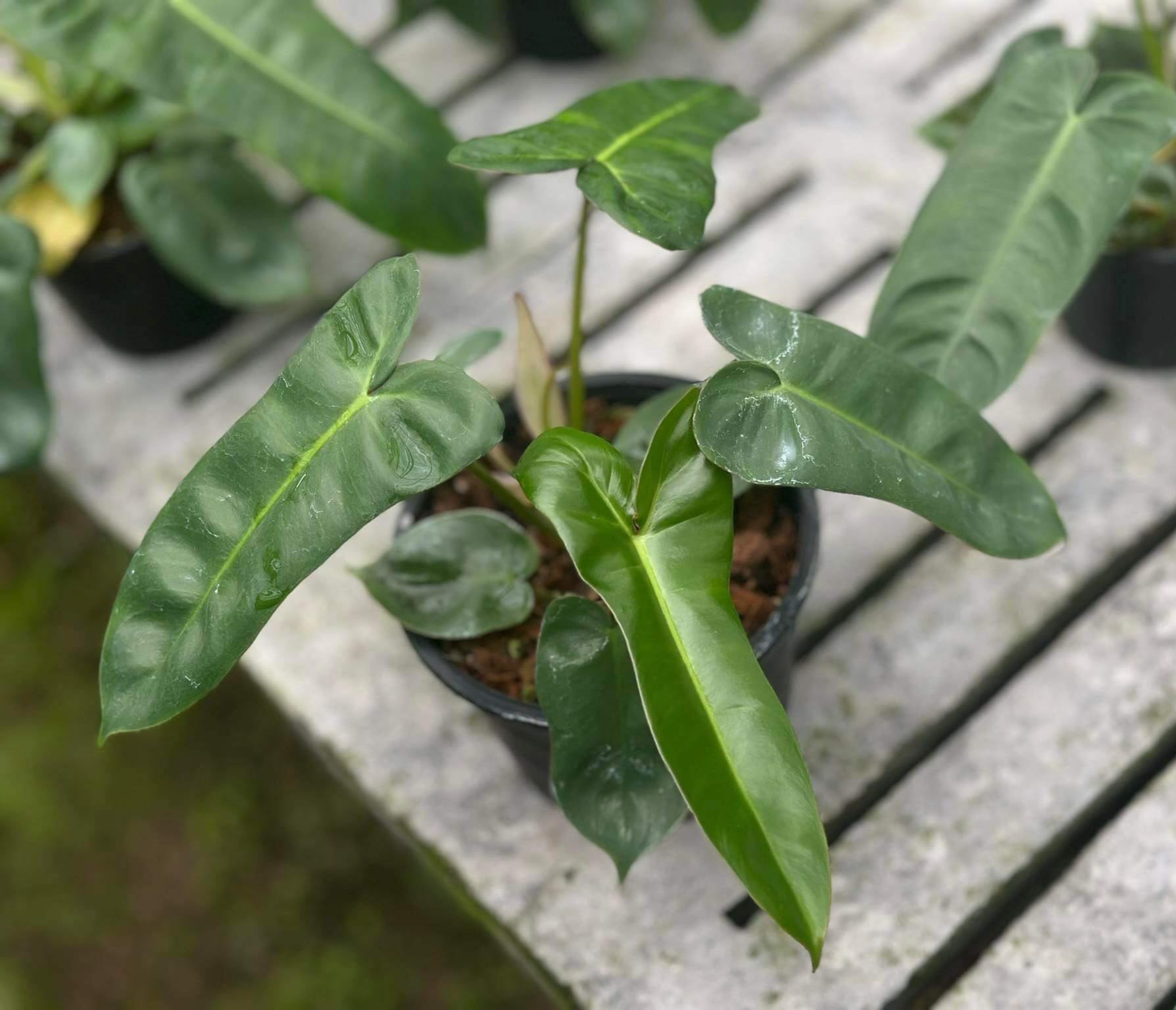 philodendron florida green Philodendron Florida Beauty x Billietiae – TerraFlora Global