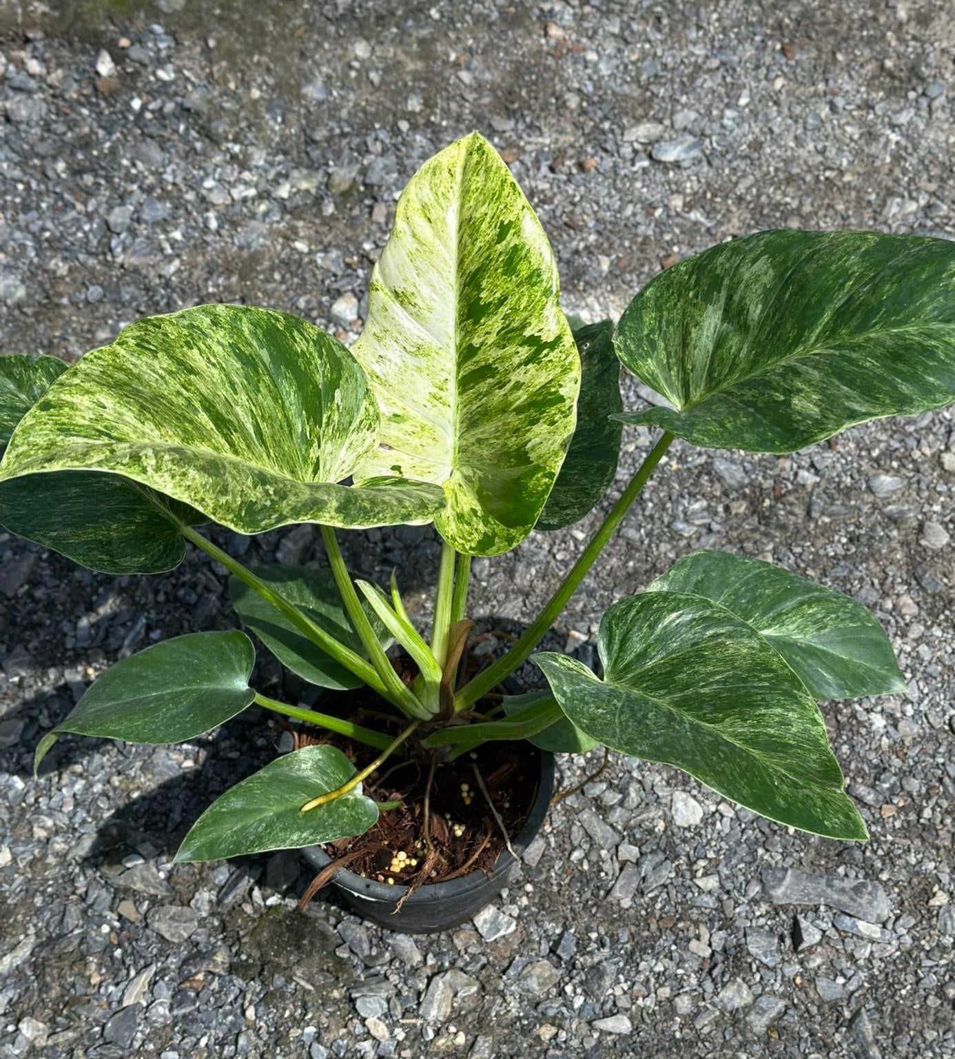 A potted Philodendron Gigantum with large green leaves on gravel, showcasing its lush, tropical foliage.