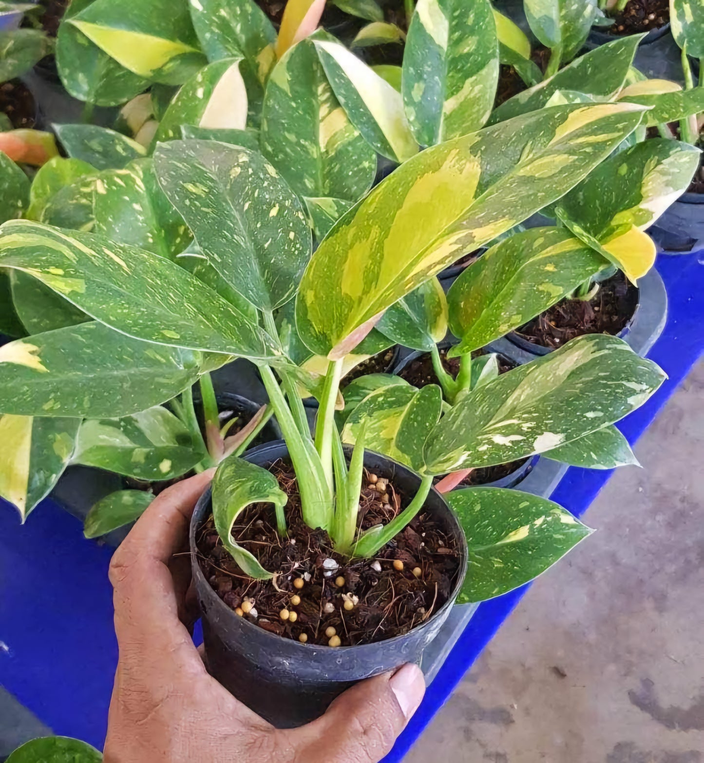 A hand holding a Philodendron Green Congo Hybrid Nuclear in a pot, showcasing its lush green foliage.