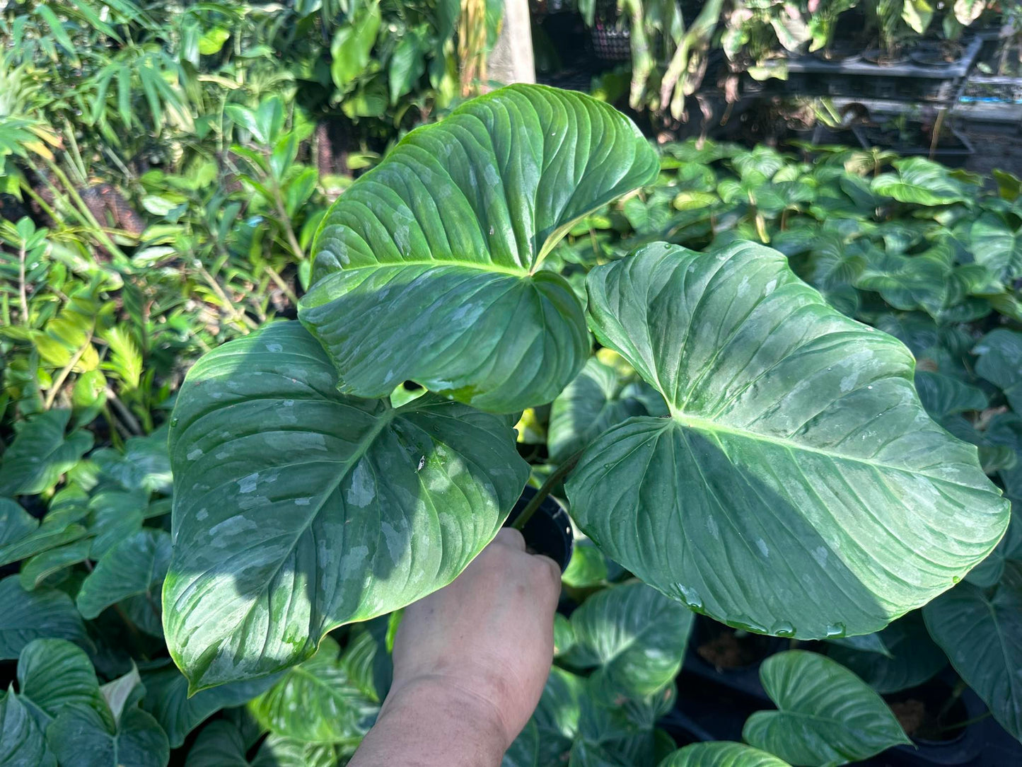 A hand holding a large Philodendron Majestic leaf with water droplets.