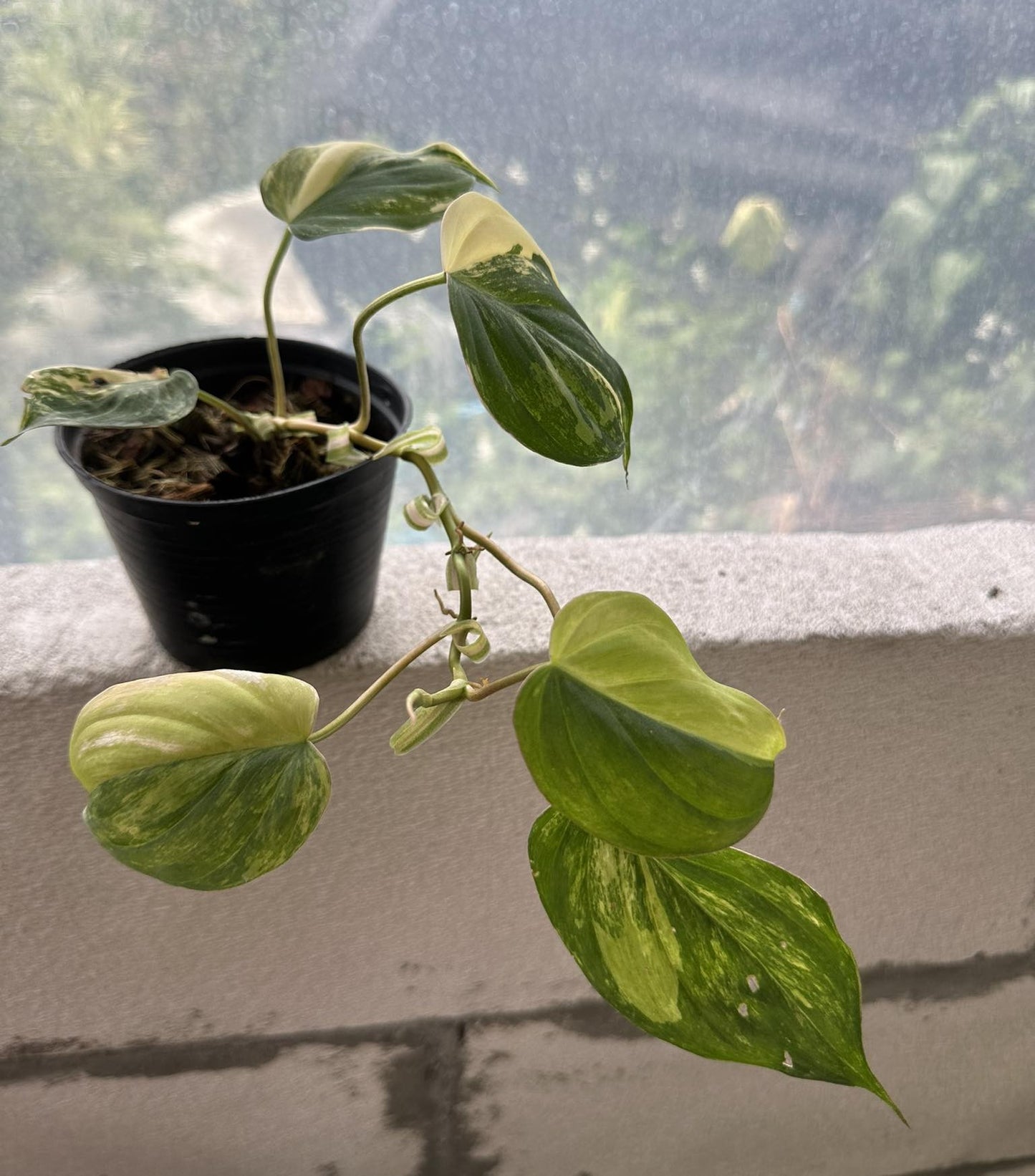 Philodendron Mican Variegated in a pot, showcasing lush foliage with varied textures, suitable for homes and offices with indirect sunlight.