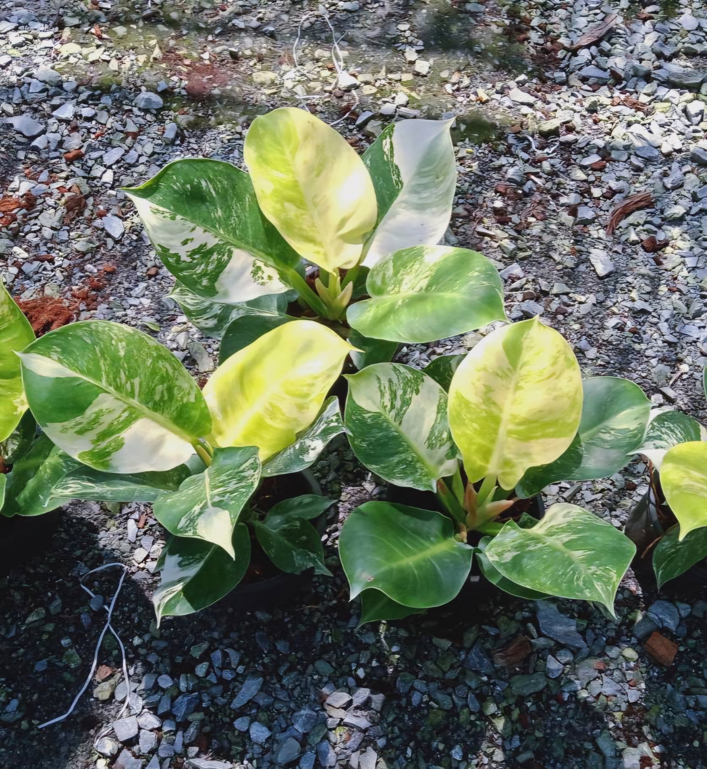 Philodendron Moonlight Variegated with lush, variegated leaves, showcasing its vibrant foliage. Ideal for indoor spaces, thrives in indirect light.