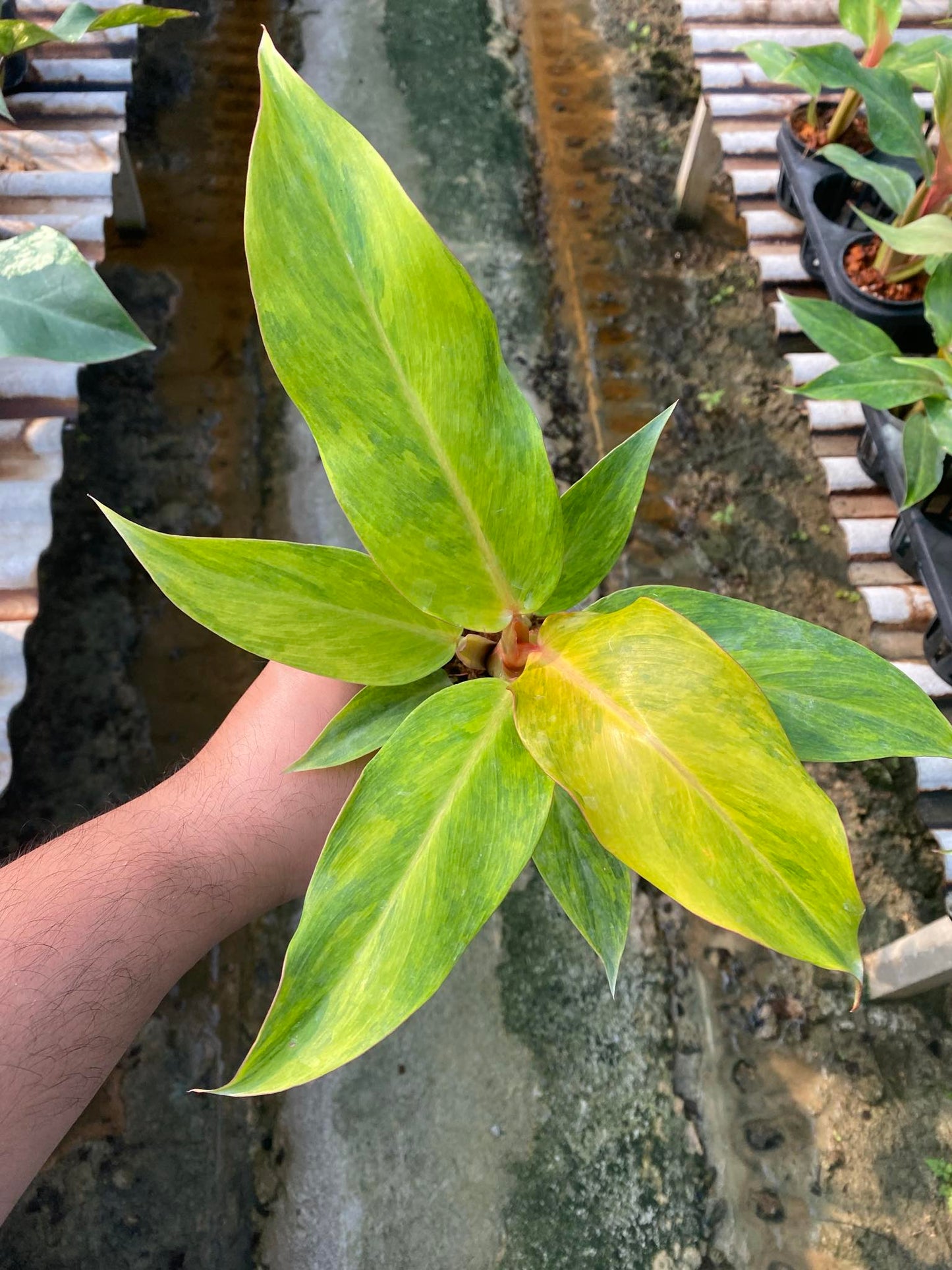 A person holding a Philodendron Orange Marmalade plant, showcasing its lush foliage and adaptability for indoor spaces.