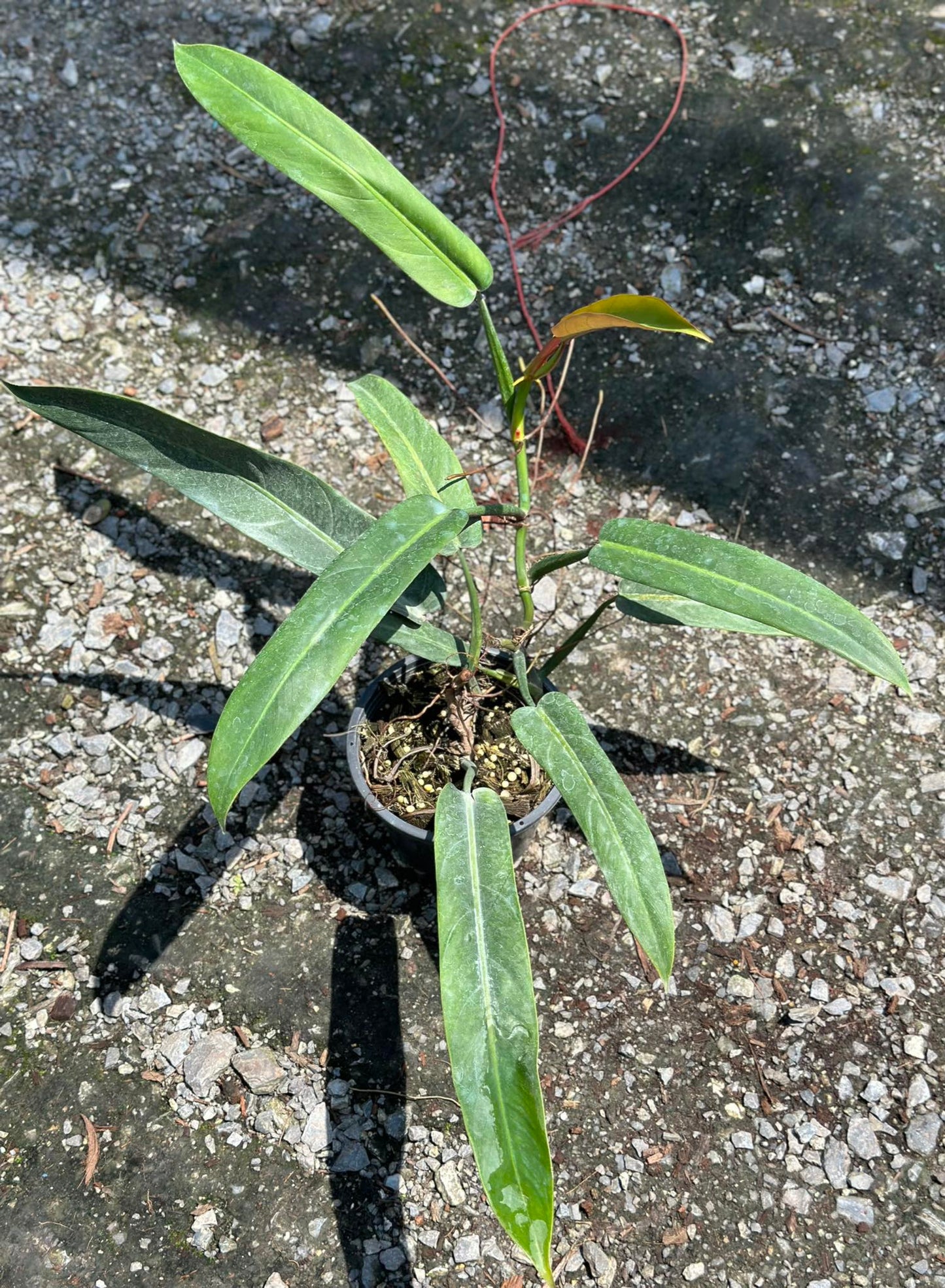 Philodendron Bicolor in a pot, showcasing its glossy, multicolored leaves. Ideal for indoor spaces, easy to maintain, and visually striking.