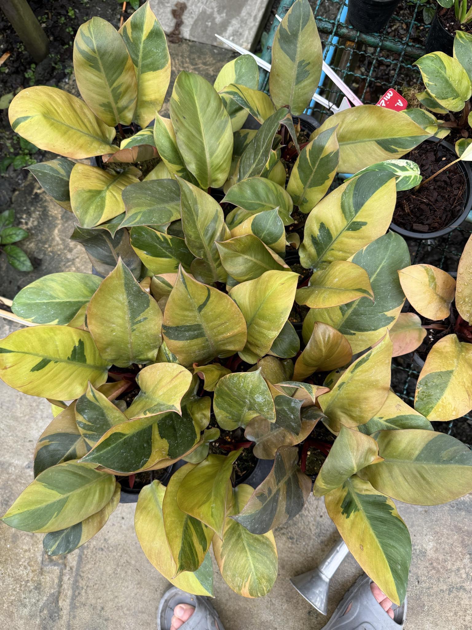 anthurium black cardinal Philodendron Black Cardinal Variegated – TerraFlora Global