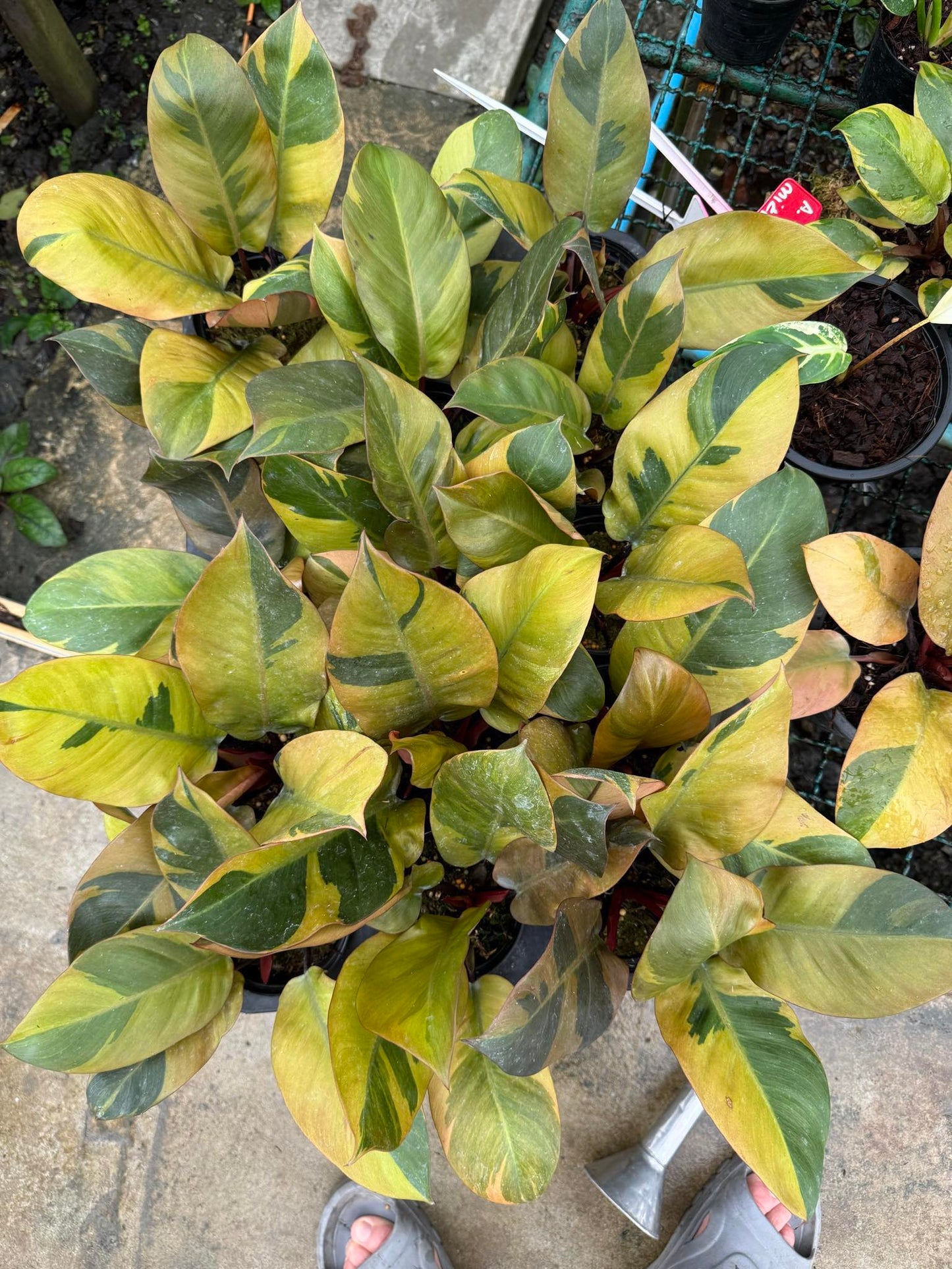 A potted Philodendron Black Cardinal Variegated with lush green and yellow leaves, showcasing tropical foliage ideal for indoor spaces with indirect light.