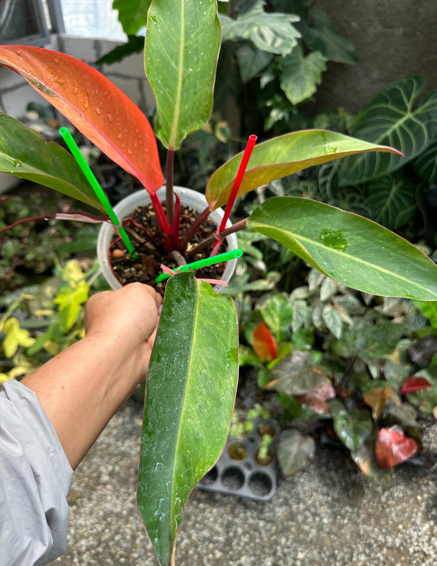 Philodendron Firebird Variegated