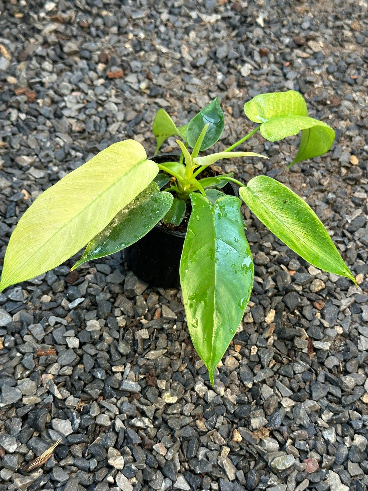 Philodendron Florida Beauty x Squamiferum in a pot on gravel, showcasing its lush foliage and ideal for indoor spaces with indirect sunlight.