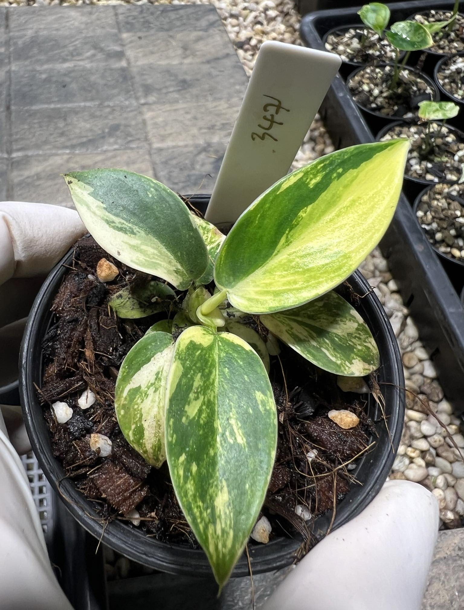philodendron global green Philodendron Imperial Green Variegated TC Baby – TerraFlora Global