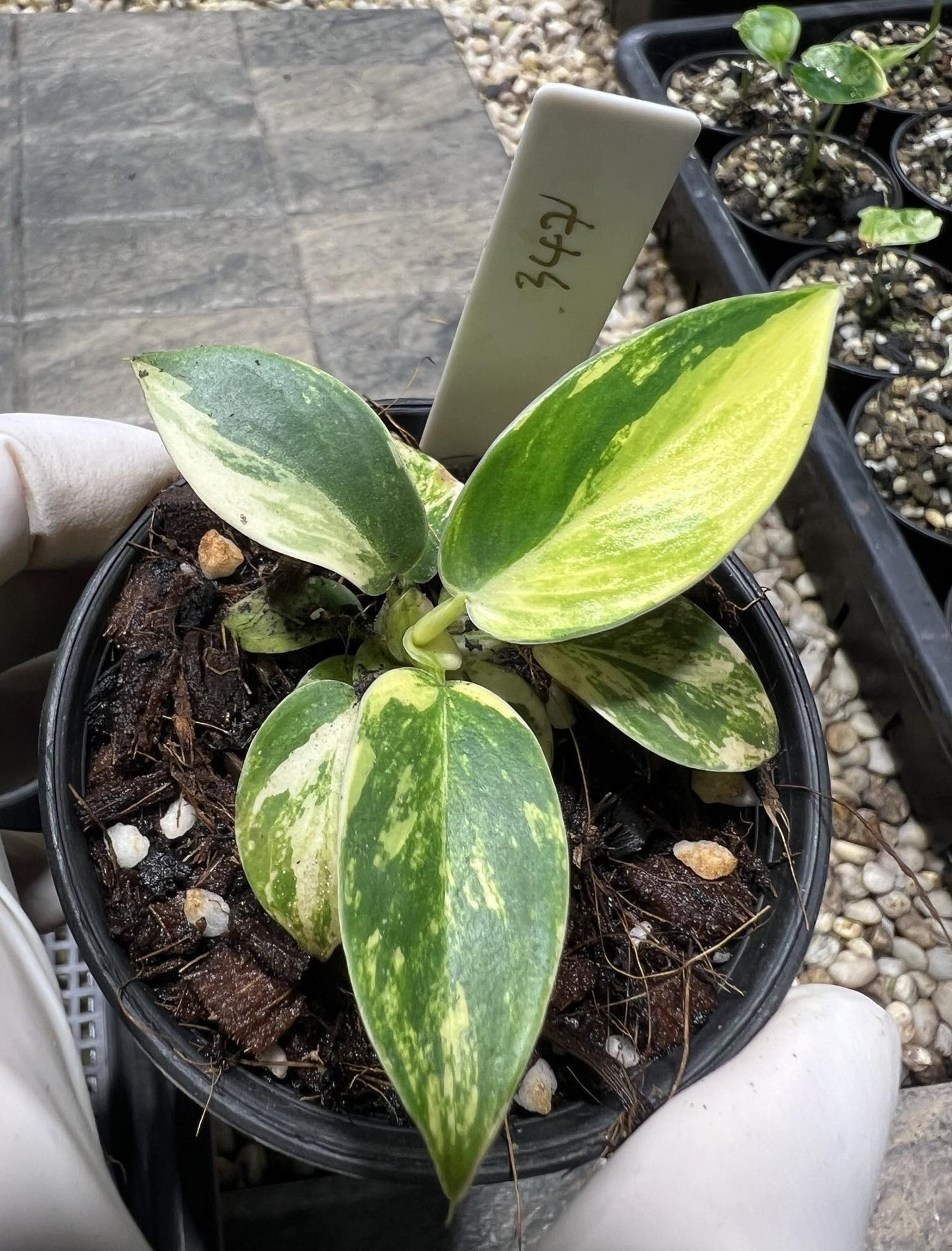 A hand holding a potted Philodendron Imperial Green Variegated TC Baby, showcasing its lush foliage.