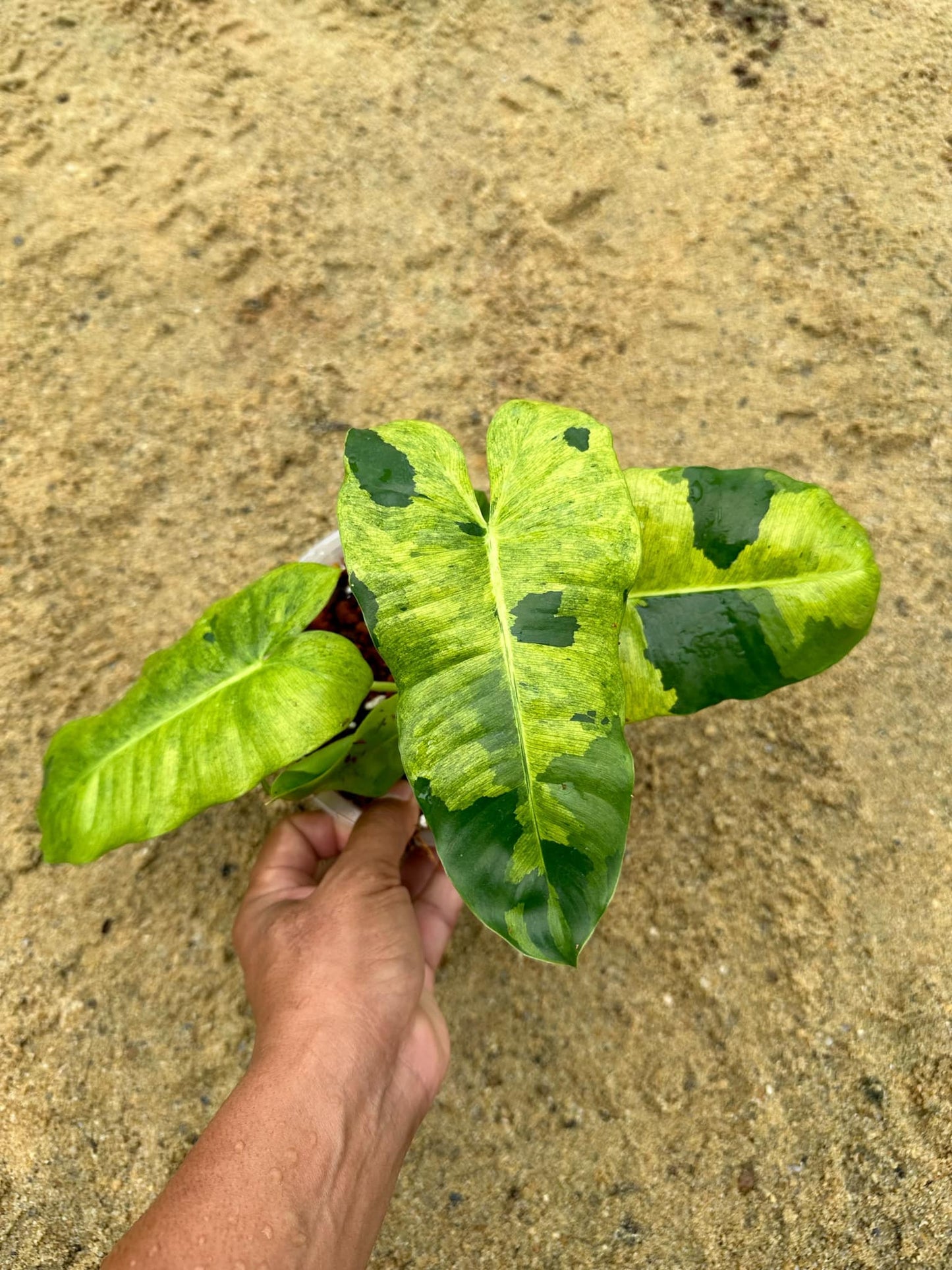 Hand holding a Philodendron Burle Marx Mint, showcasing its dark and green foliage, ideal for indoor settings due to its compact, easy-care nature.