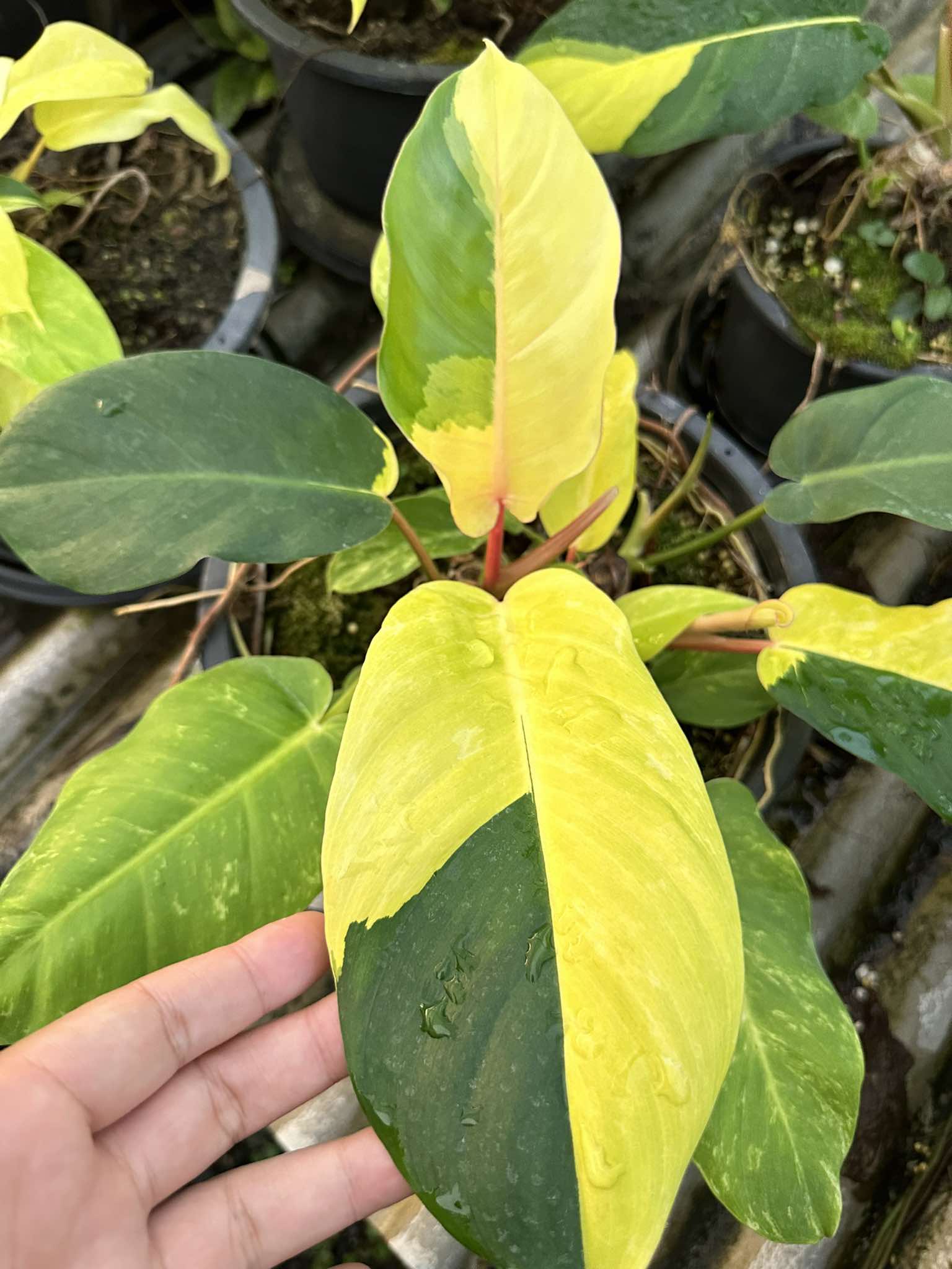 yellow variegated philodendron Philodendron Jungle Fever Variegated – TerraFlora Global