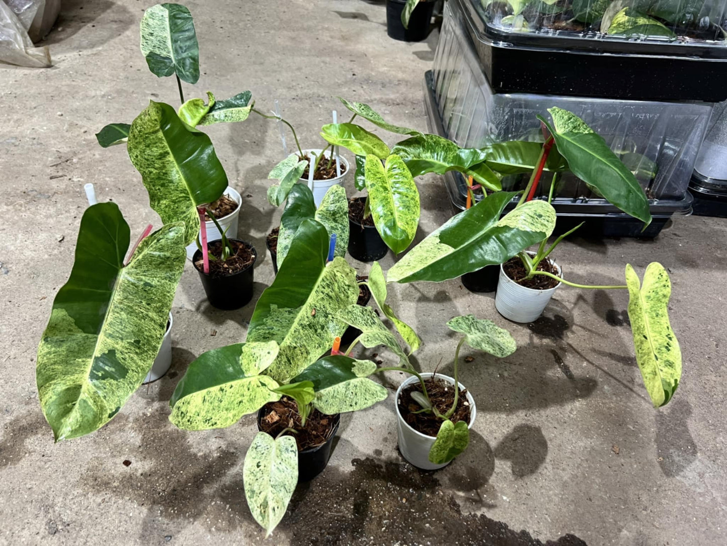 Philodendron Burle Marx Mint in a pot with dark and green leaves, ideal for indoor settings, shown among other potted plants.