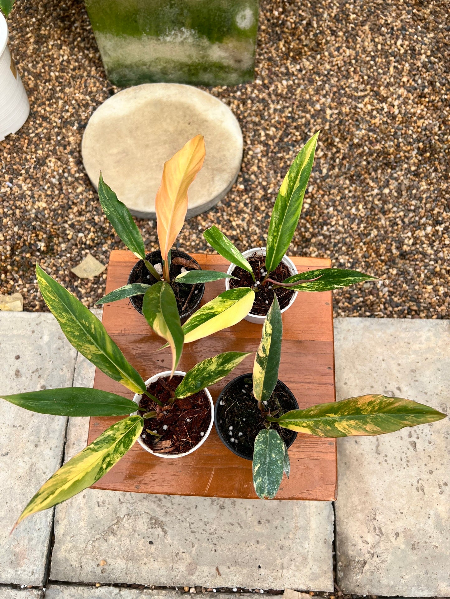 Philodendron Caramel Marble with variegated leaves displayed among other potted plants on a wooden table, showcasing its unique patterns and contrasting hues.