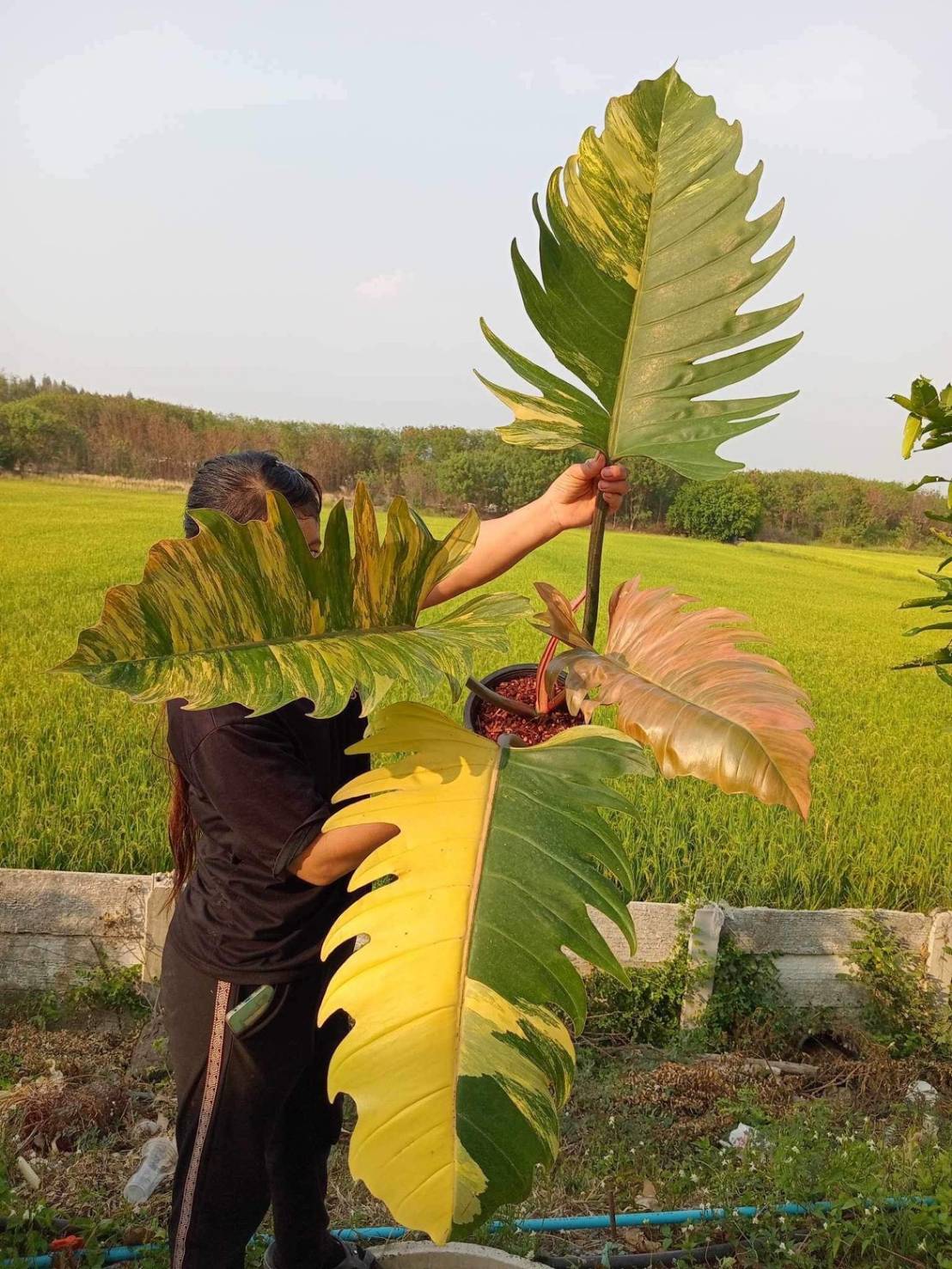 Person holding a Philodendron Caramel Marble leaf, showcasing its unique variegated patterns in an outdoor setting with trees and sky in the background.