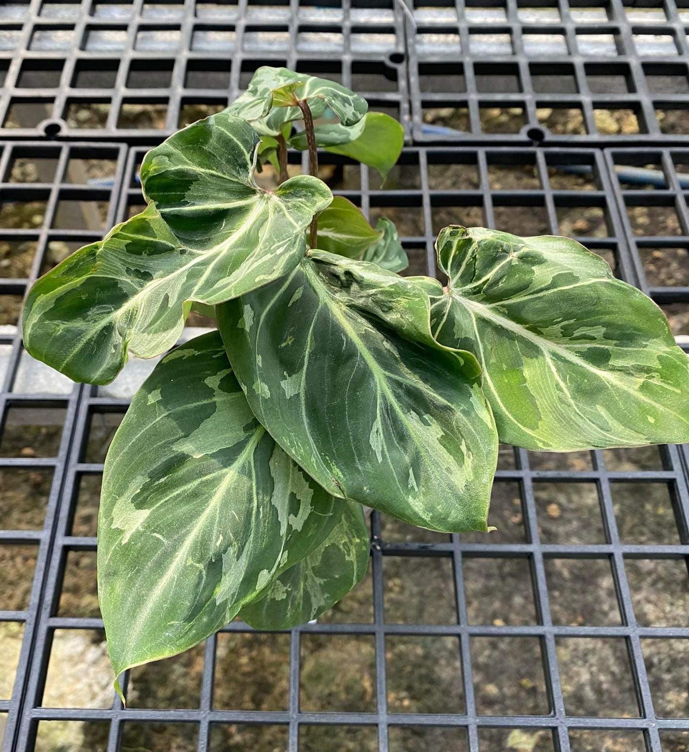 philodendron gloriosum climbing Philodendron Gloriosum Mutation 'Snow Leopard' – TerraFlora Global