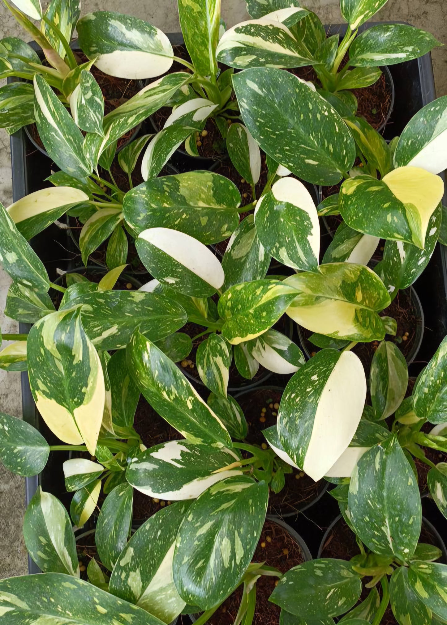 Philodendron Green Congo Hybrid 'Nuclear' showcasing large, glossy leaves with distinctive green and white variegation, highlighting its marbled patterns.