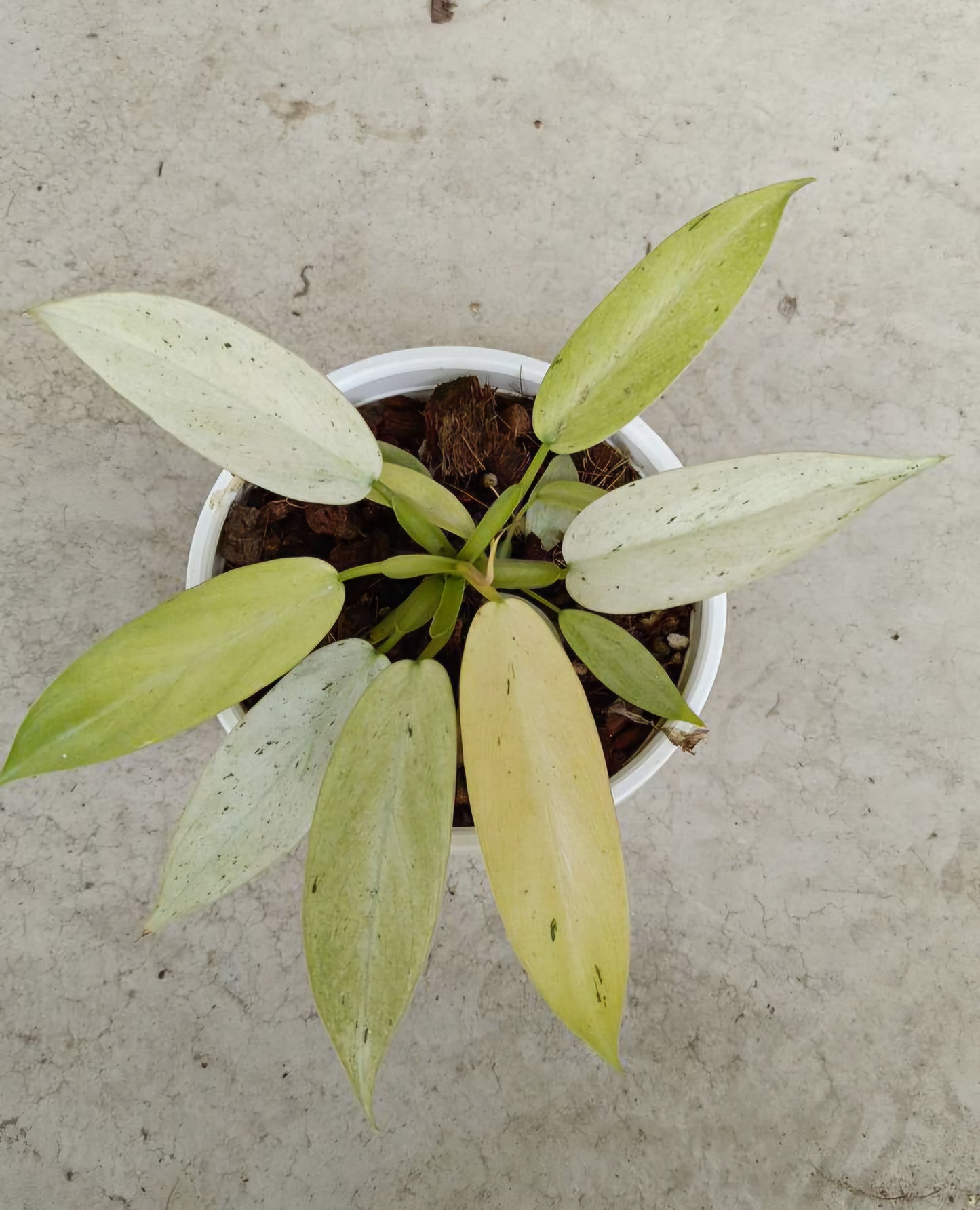 Philodendron Whipple Way in a pot, showcasing its distinct, lush leaves, ideal for plant enthusiasts seeking rare, variegated aroids.