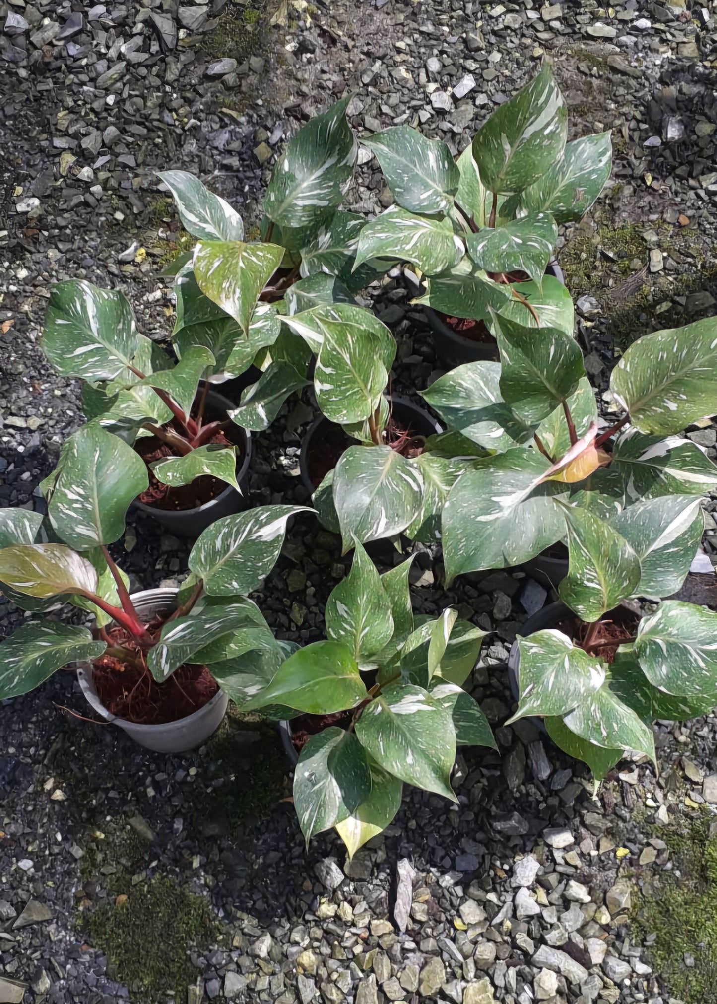 Philodendron White Knight Galaxy in a pot, showcasing distinctive white-veined leaves, part of a rare, variegated aroids collection. Ideal for plant enthusiasts.