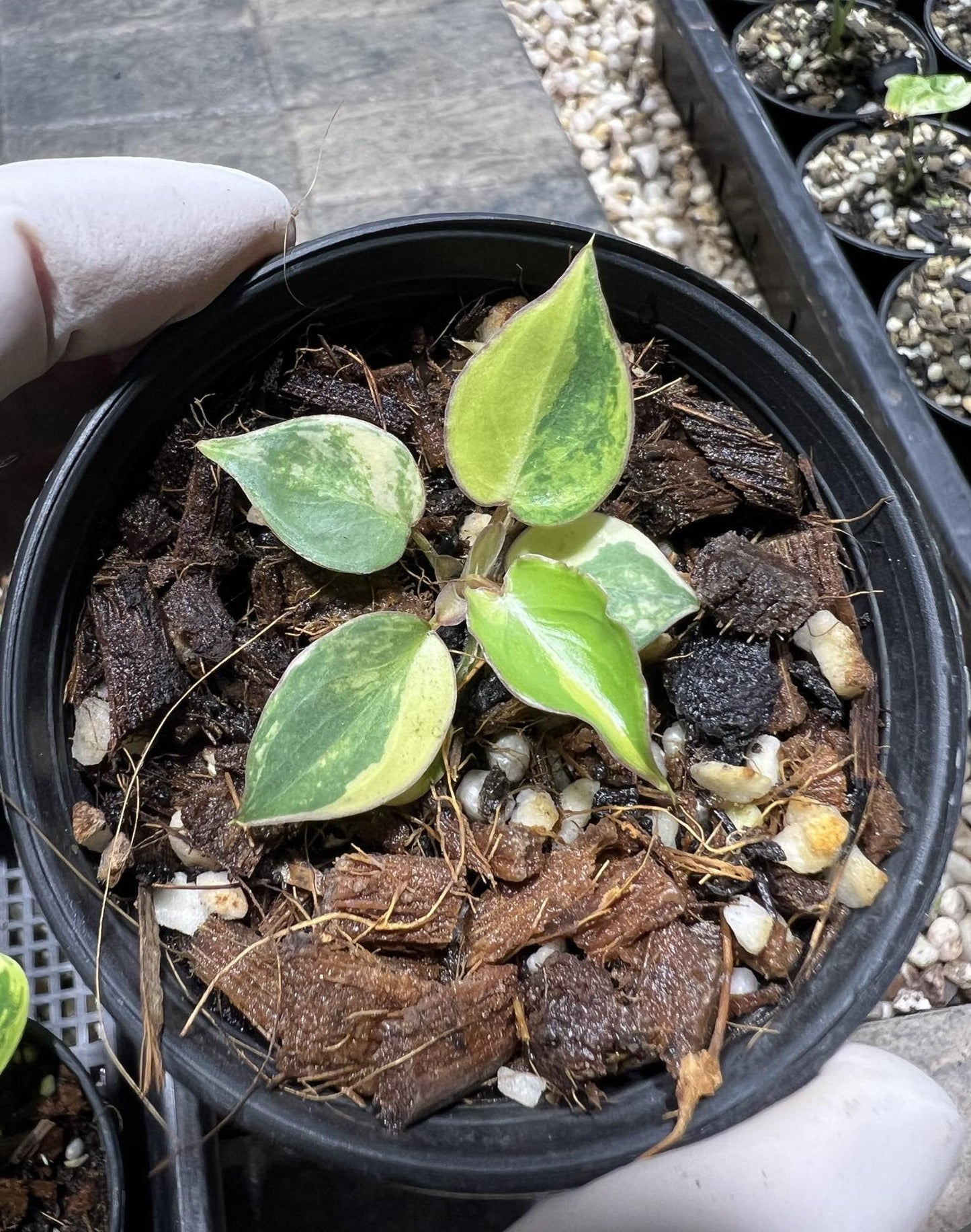 Philodendron Billietiae Variegated TC Seedlings in a pot, showcasing lush, variegated leaves. Ideal for indoor spaces with indirect sunlight.