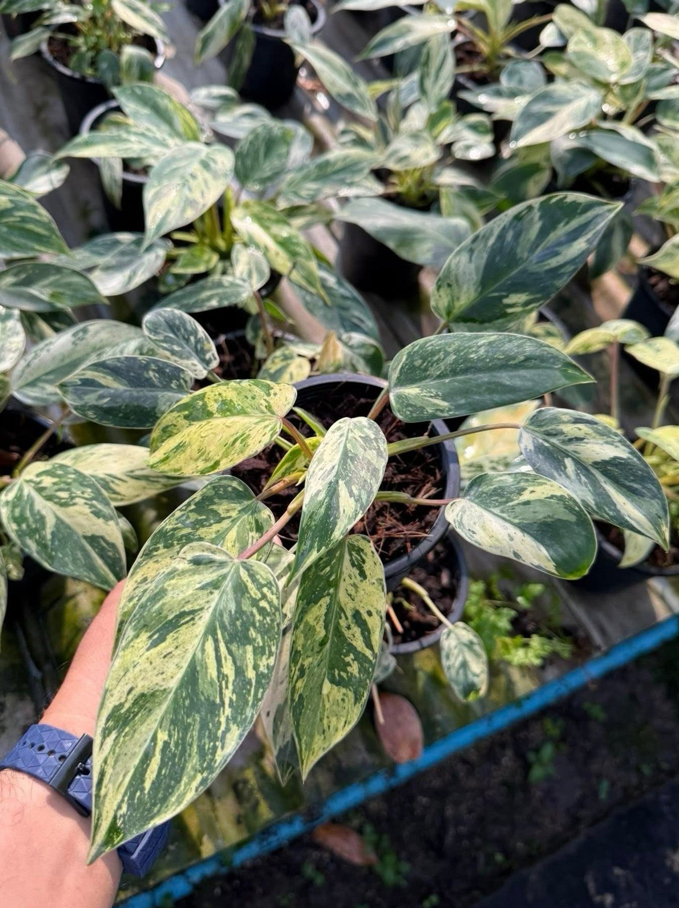 variegated green emerald philodendron Philodendron Emerald King Variegated – TerraFlora Global