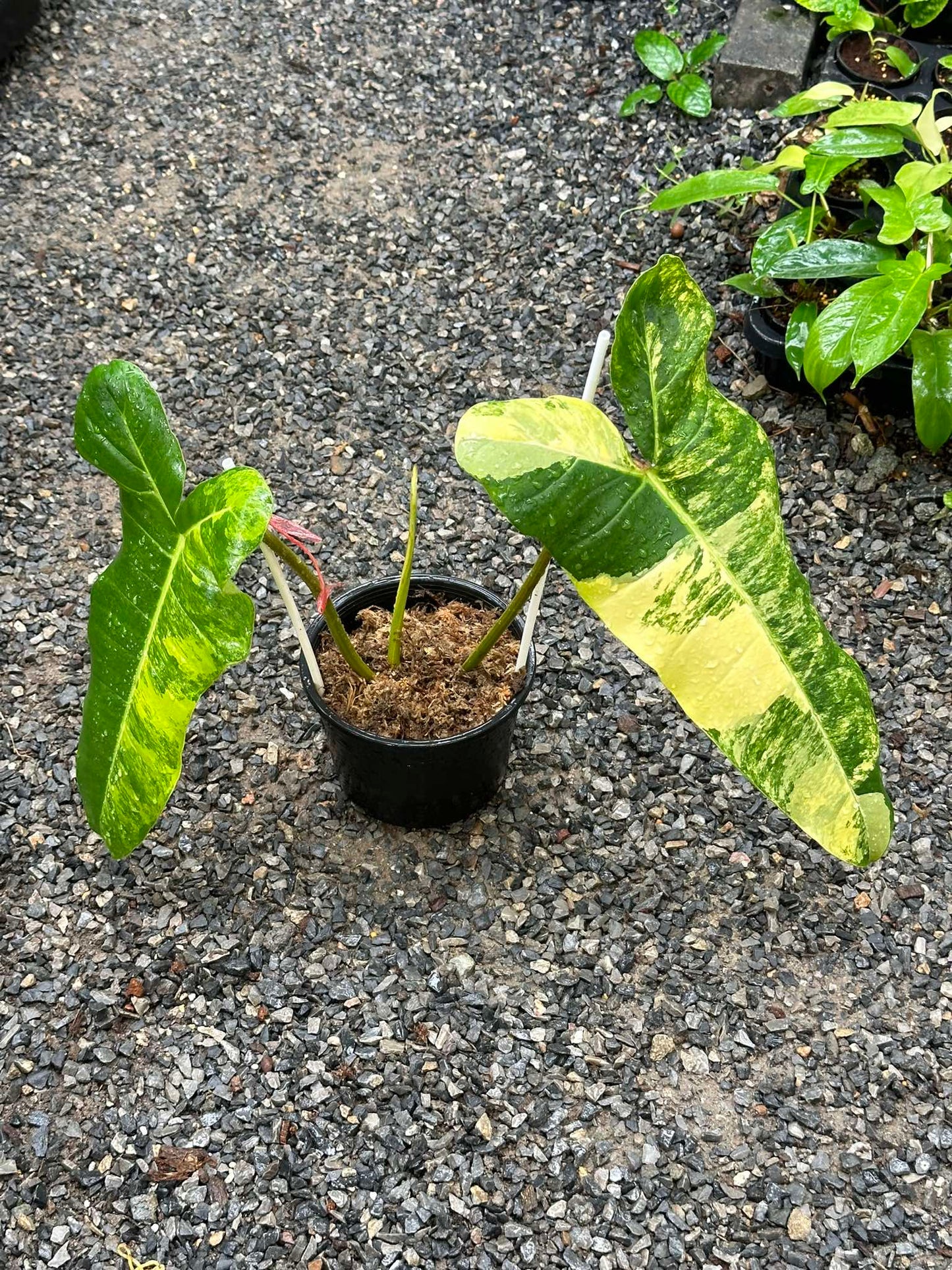 Variegated Philodendron Florida Beauty x Billietiae in a pot, highlighting its distinct green and yellow leaves. Ideal for collectors of rare houseplants.