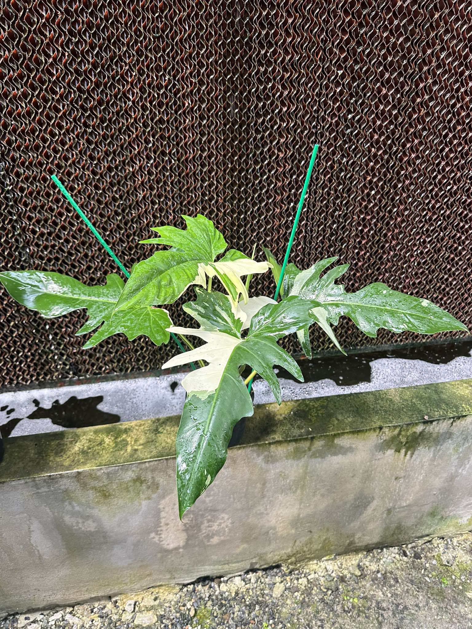philodendron golden dragon variegated Philodendron Golden Dragon Variegated – TerraFlora Global