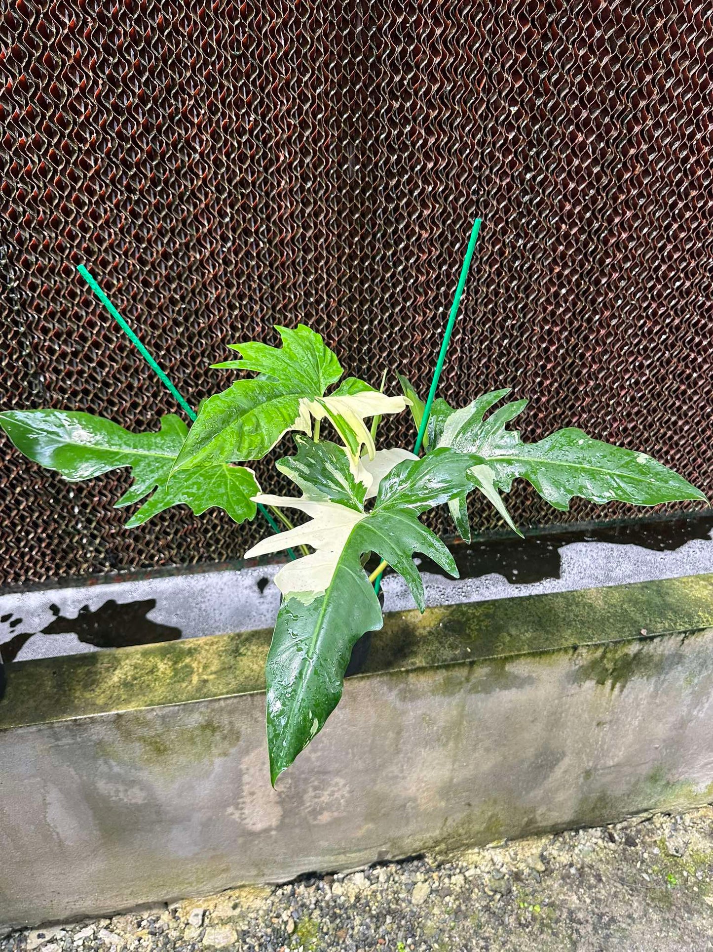 Philodendron Golden Dragon Variegated in a pot, showcasing lush, green variegated leaves with water droplets, emphasizing its unique appearance for plant enthusiasts.