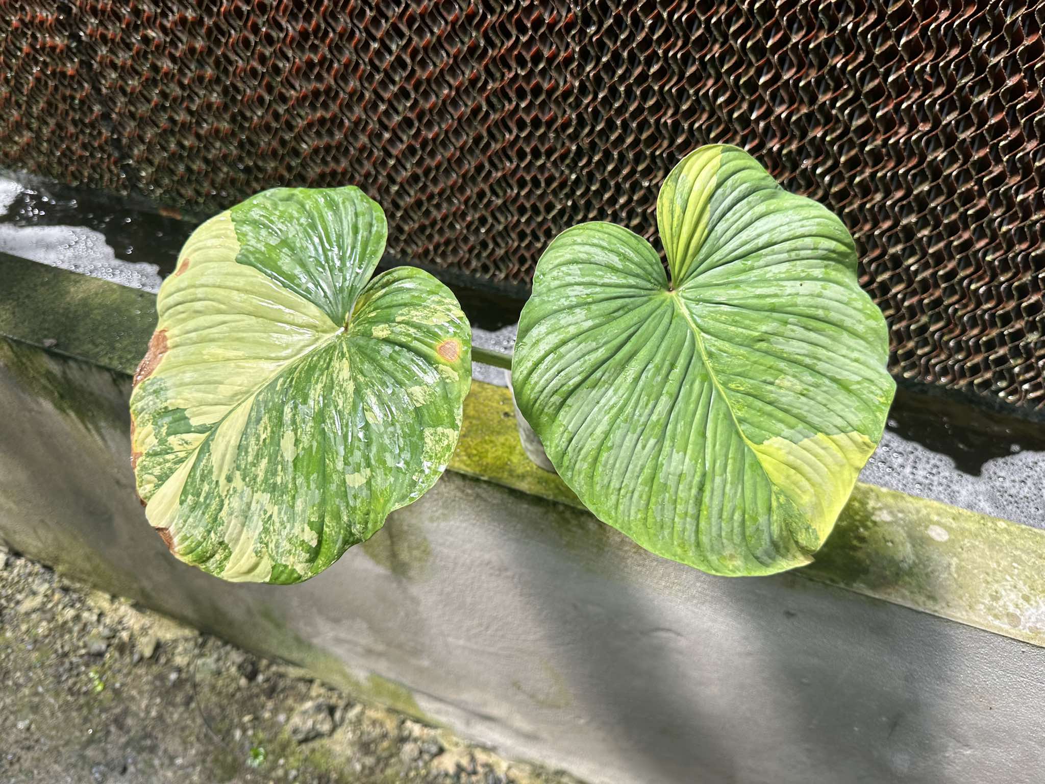 philodendron plowmanii climbing Philodendron Plowmanii Variegated – TerraFlora Global