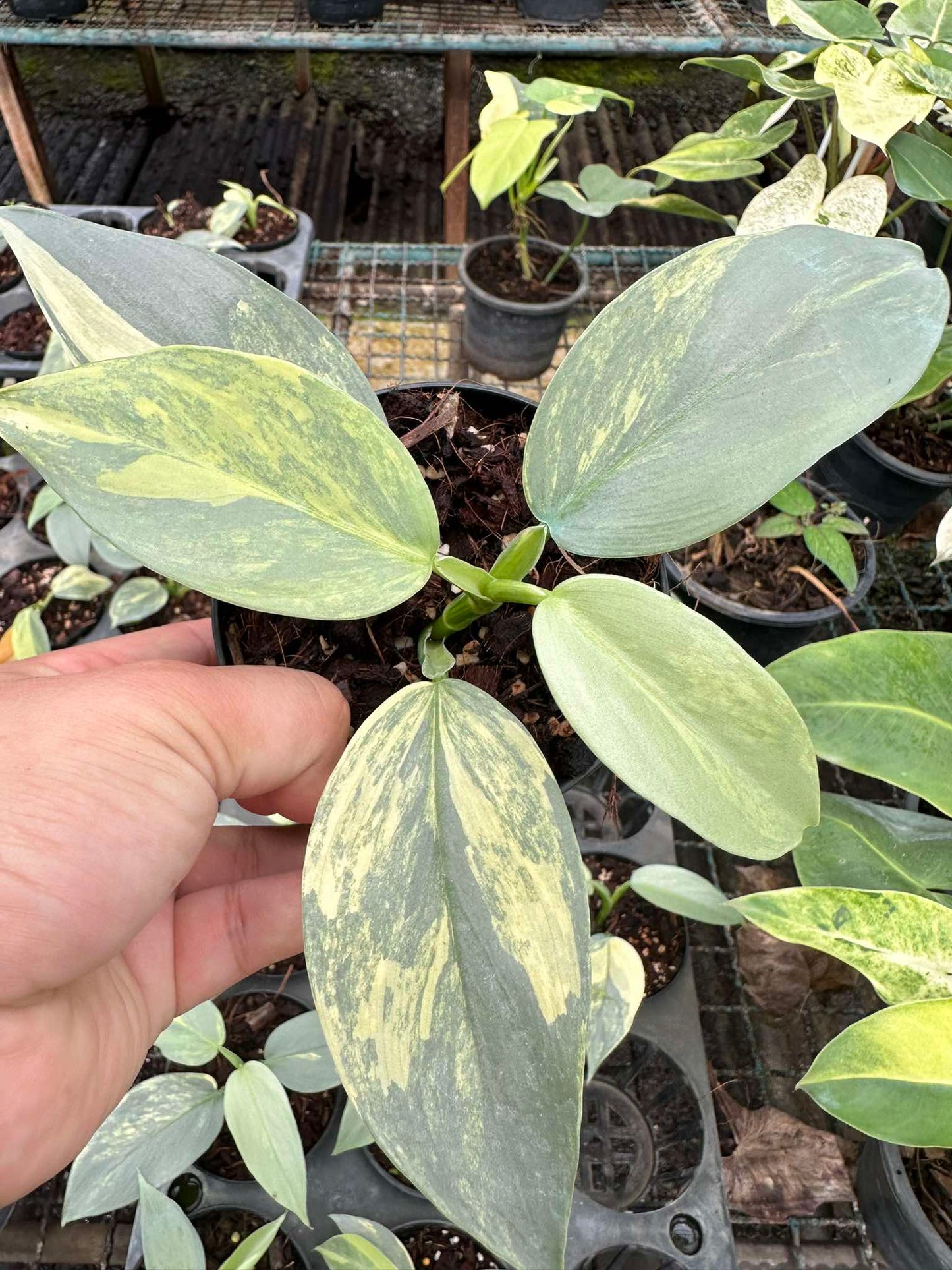 Hand holding a Philodendron Silver Sword Variegated plant, showcasing its unique variegated leaves, suitable for rare plant collectors and enthusiasts.