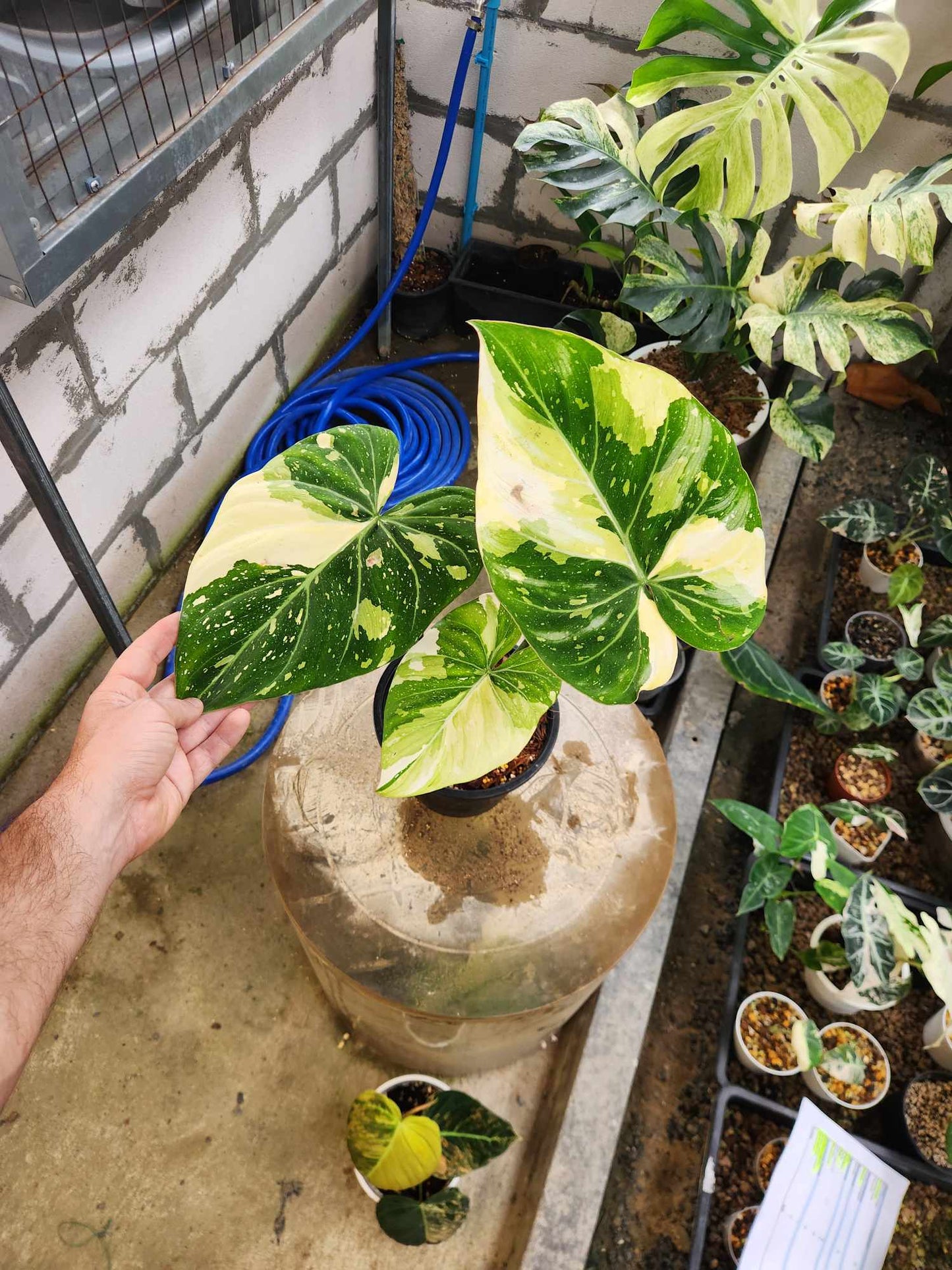 Hand holding a Philodendron Gloriosum Variegated plant in a large plastic jug, showcasing its distinct variegated leaves.