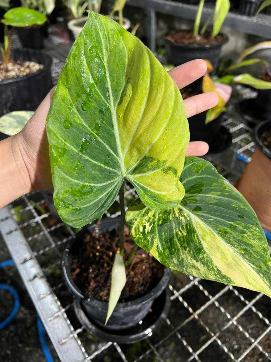 philodendron gloriosum for sale usa Philodendron Gloriosum Variegated – TerraFlora Global