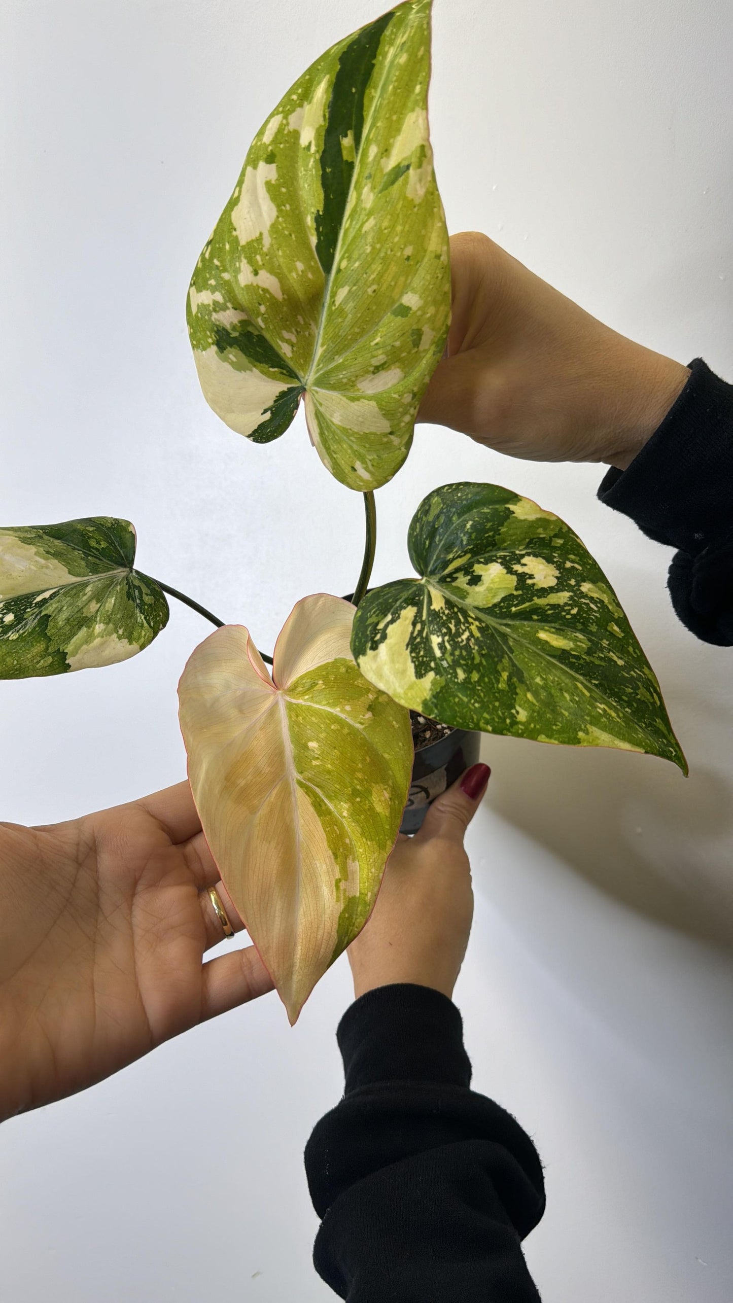 A person holding a Philodendron Gloriosum Variegated plant, showcasing its distinct variegated leaves and unique texture.
