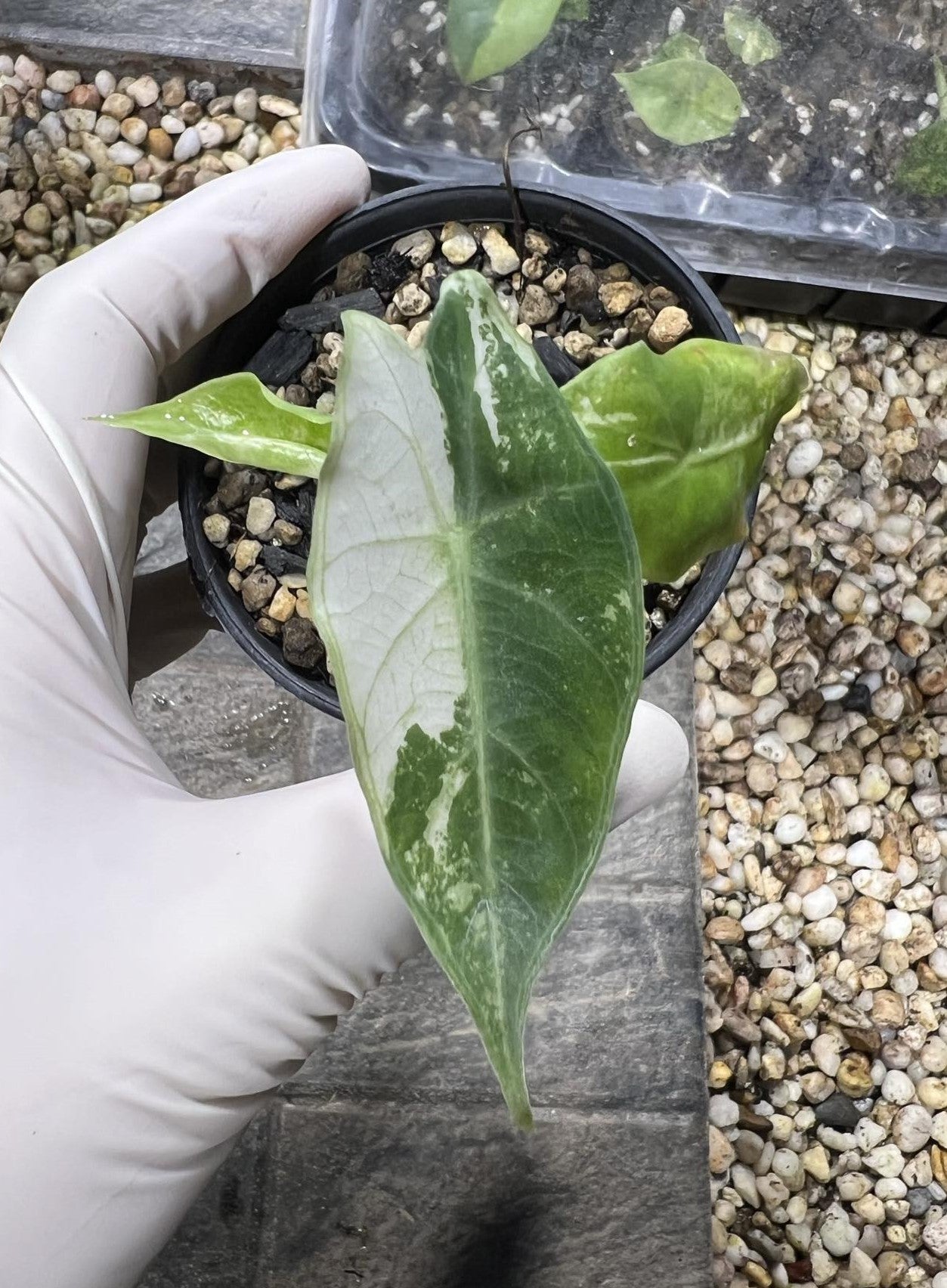 Hand holding an Alocasia Pink Dragon Albo plant in a pot, showcasing its distinctive leaves.