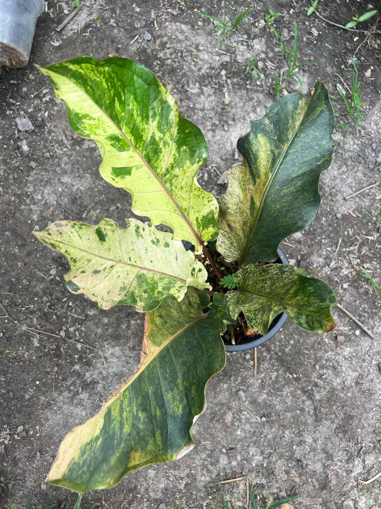 Anthurium Renaissance Variegated (Birdsnest) in a pot, showcasing its distinctive foliage with varied shapes and clustered leaves around the inflorescence.
