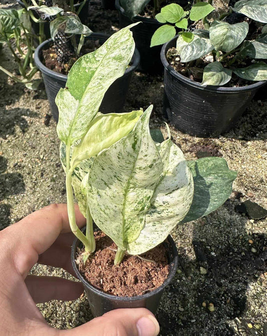 A hand holding a potted Raphidophora Puberula plant, showcasing its lush foliage and healthy growth.