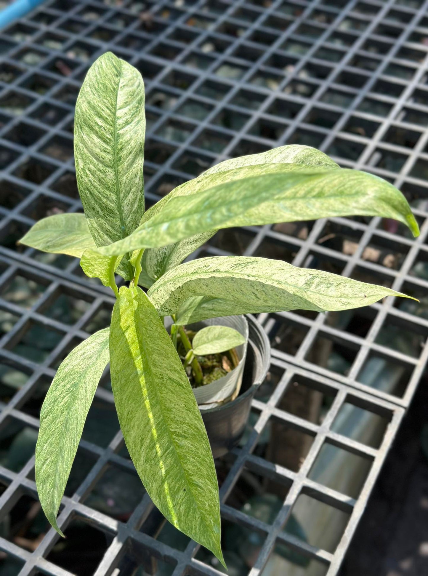 Raphidophora Gorlian plant in a pot, featuring close-up views of green leaves, ideal for indoor or outdoor decor.