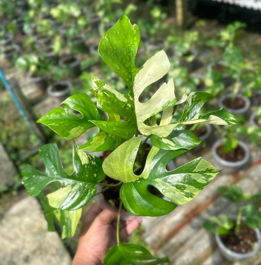A hand holding a Raphidophora Tetrasperma plant, showcasing its lush green leaves and healthy growth.