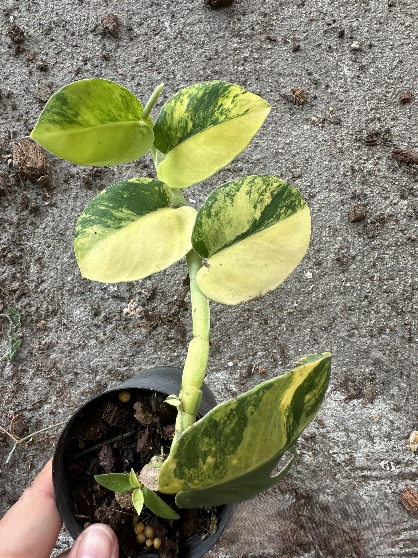 Alt text: Hand holding a potted Raphidophora Hayii Variegated plant with green and white leaves.